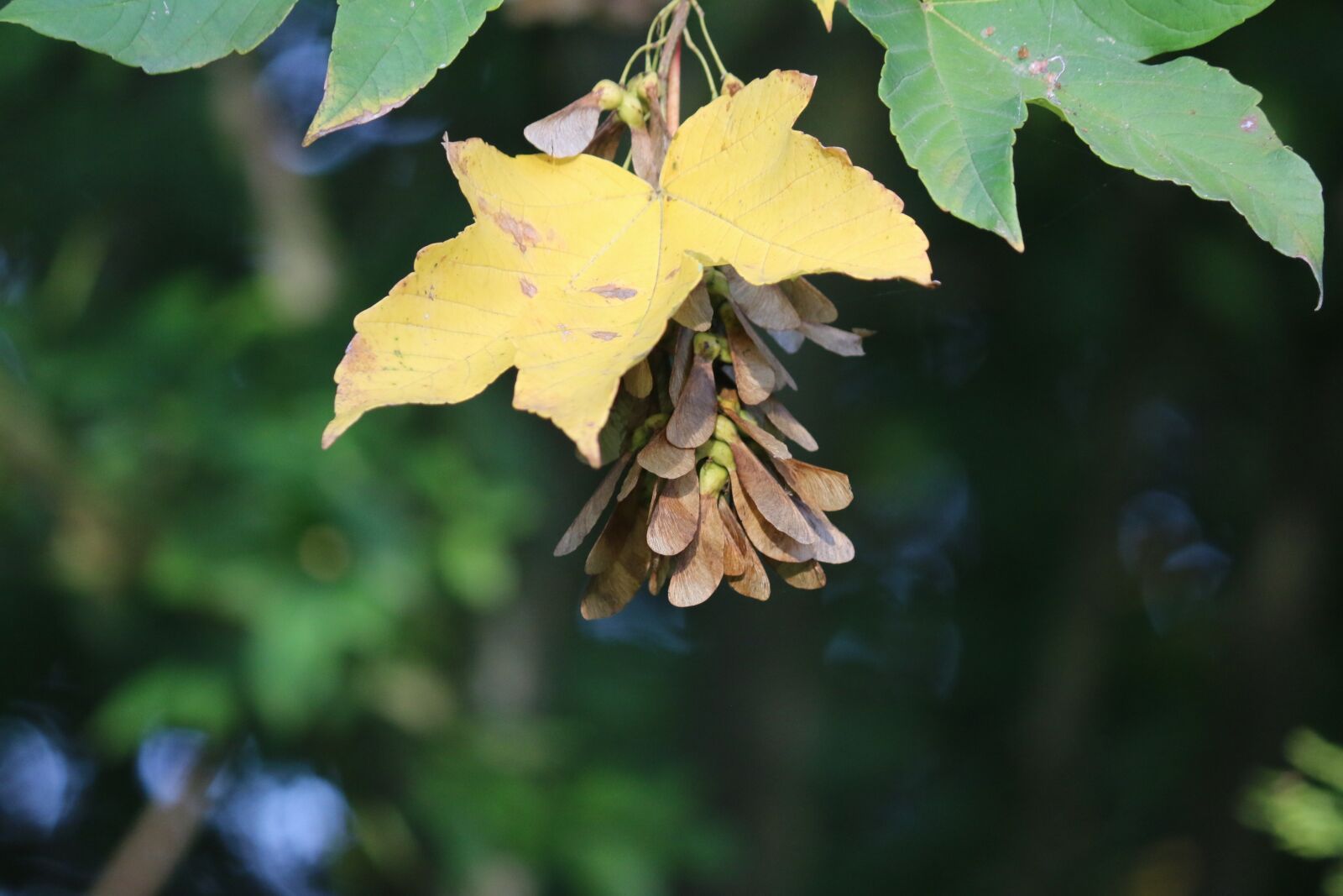 Canon EOS 70D + Canon EF-S 55-250mm F4-5.6 IS II sample photo. Acer, seeds, tree photography