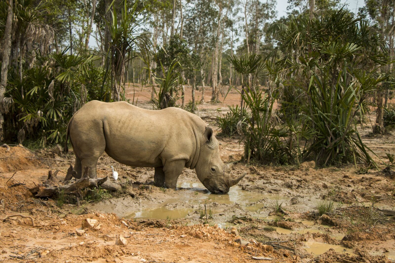 Canon EOS 70D sample photo. Rhinoceros, safari, animal photography
