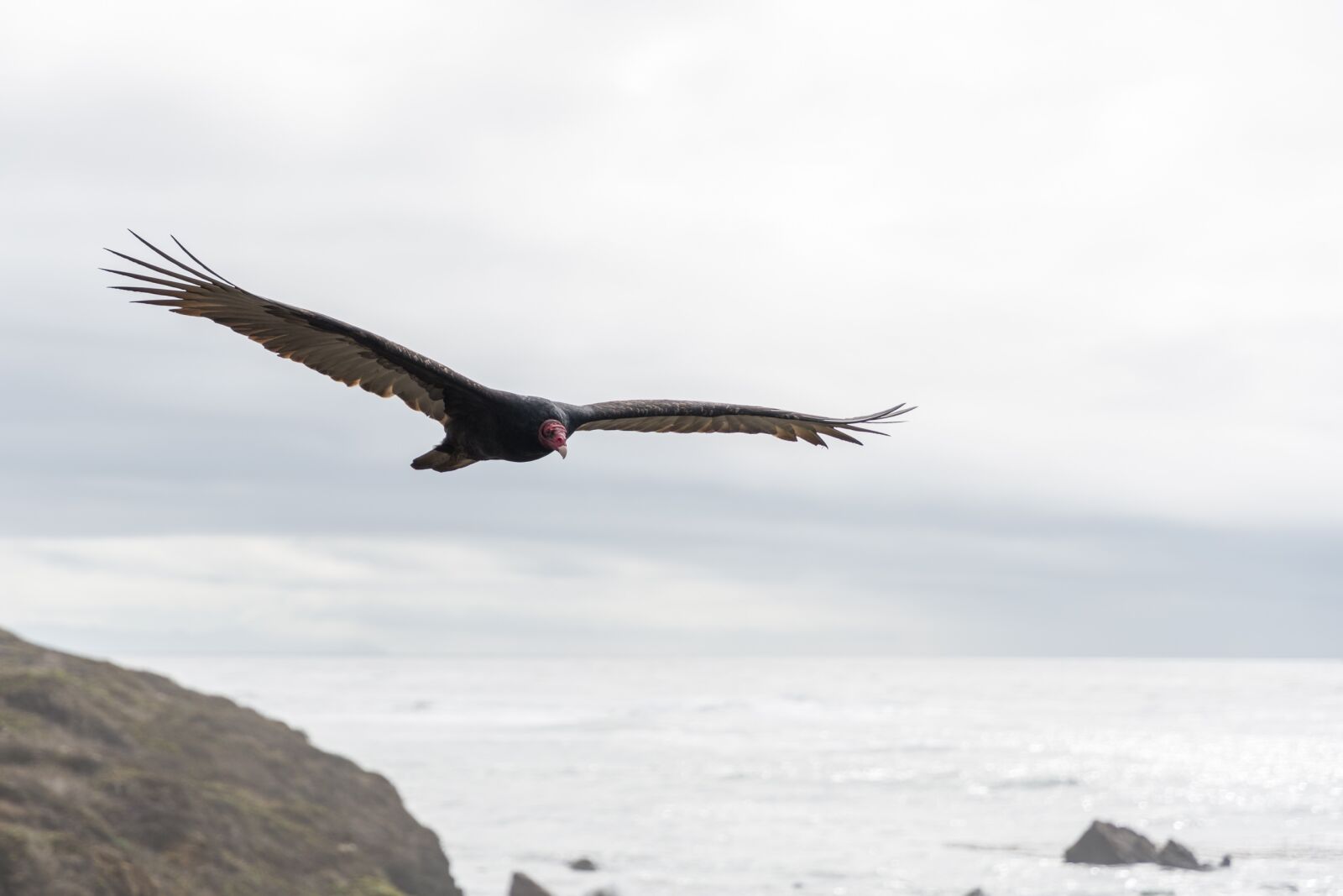 Nikon D7200 sample photo. Turkey vulture, turkey buzzard photography