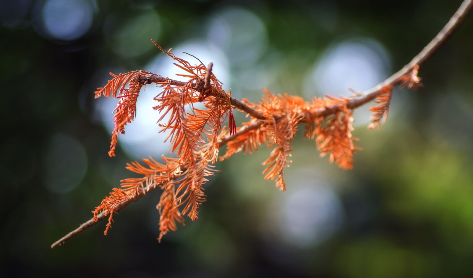 Tamron SP 90mm F2.8 Di VC USD 1:1 Macro sample photo. Branch, autumn, orange photography