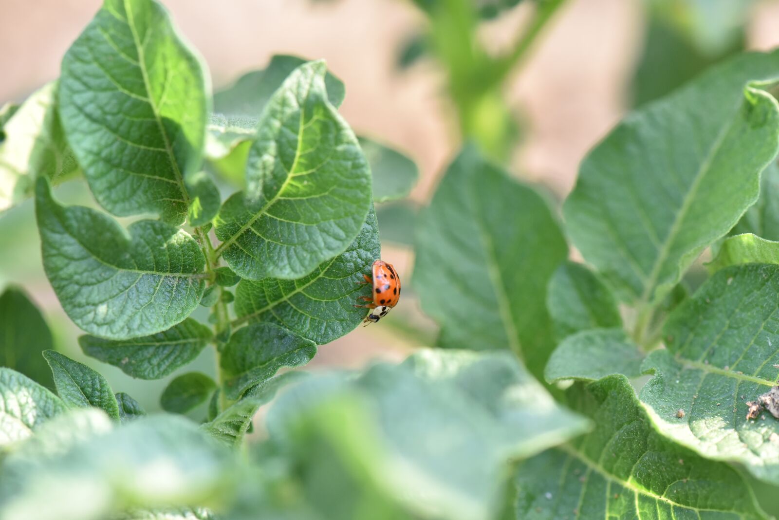 Nikon D810 sample photo. Ladybug, potato, potatoes pest photography