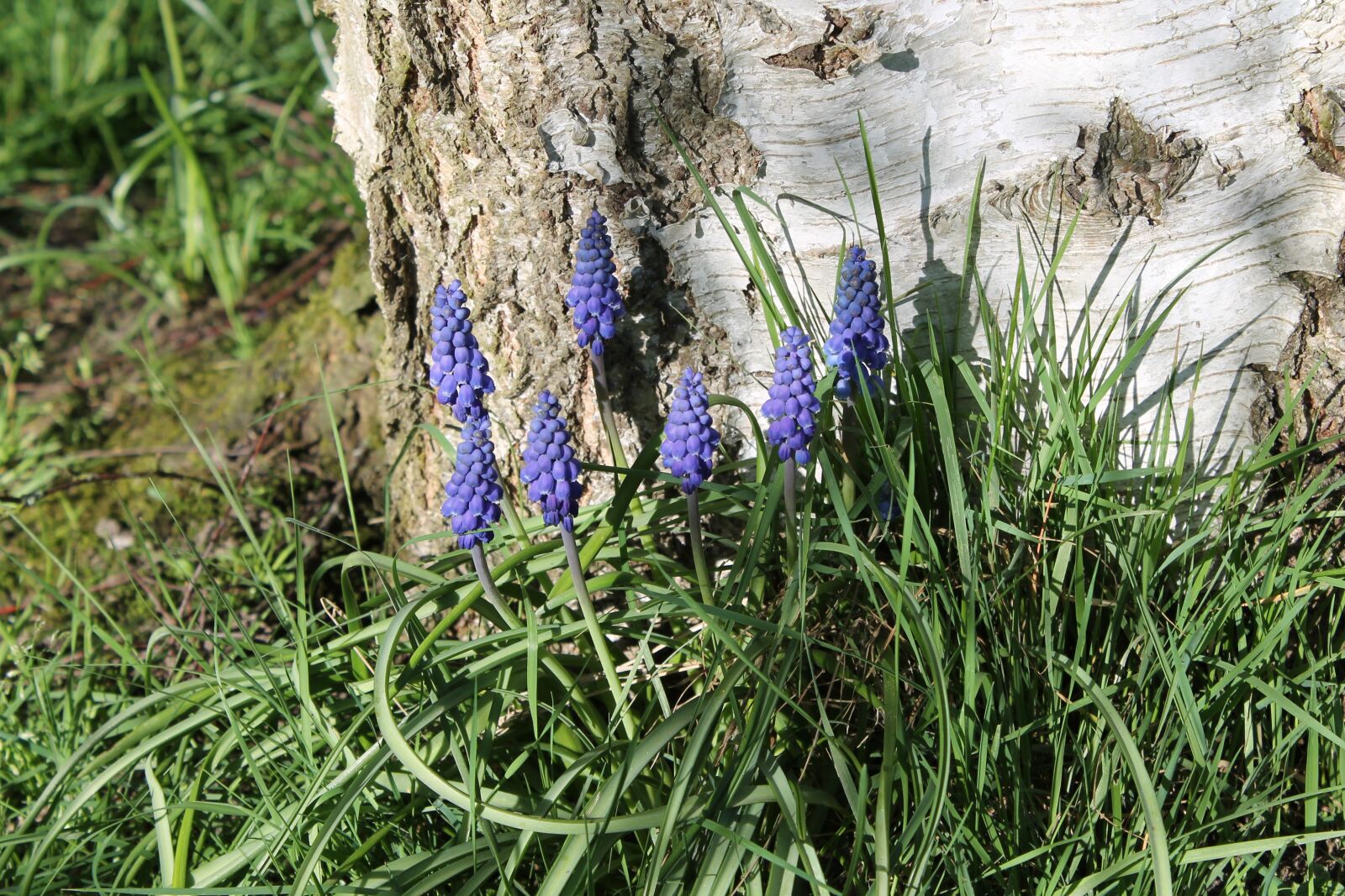 Canon EOS 1100D (EOS Rebel T3 / EOS Kiss X50) sample photo. Perl hyacinth, nature, plant photography