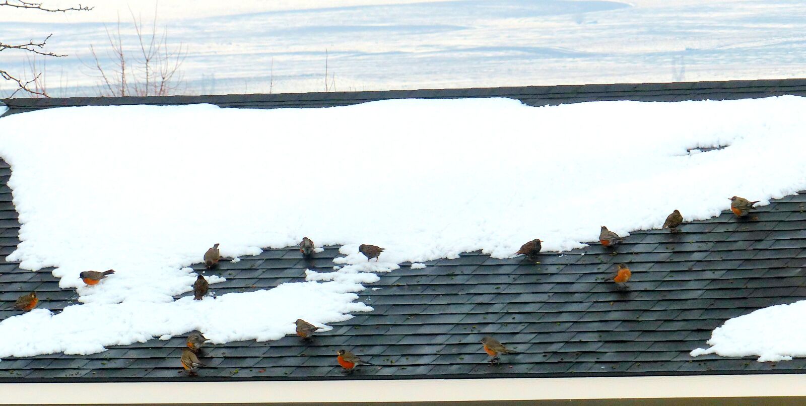 Panasonic Lumix DMC-FZ200 sample photo. Animal, bird, robins photography