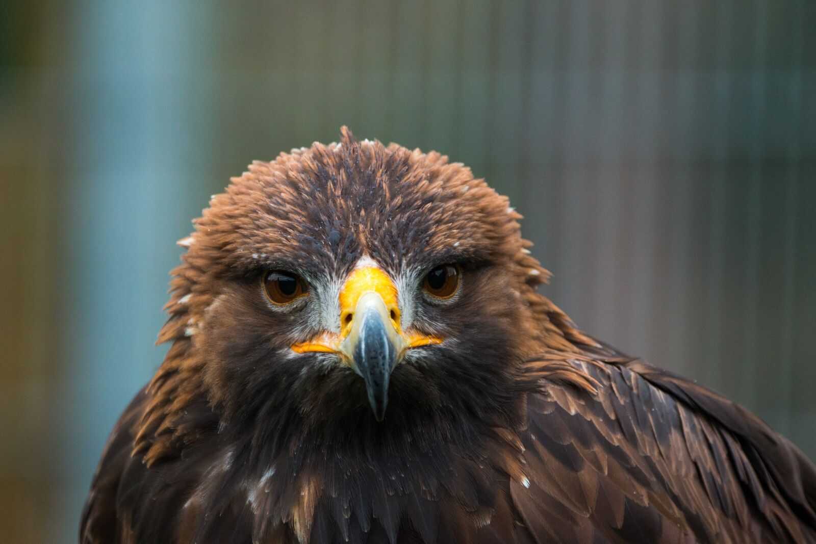 150-600mm F5-6.3 DG OS HSM | Contemporary 015 sample photo. Golden eagle, adler, bird photography