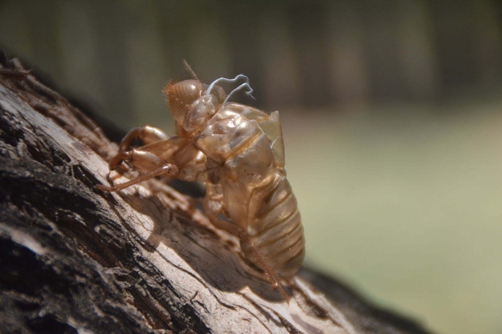 Nikon D3200 sample photo. Nature, insect, closeup photography