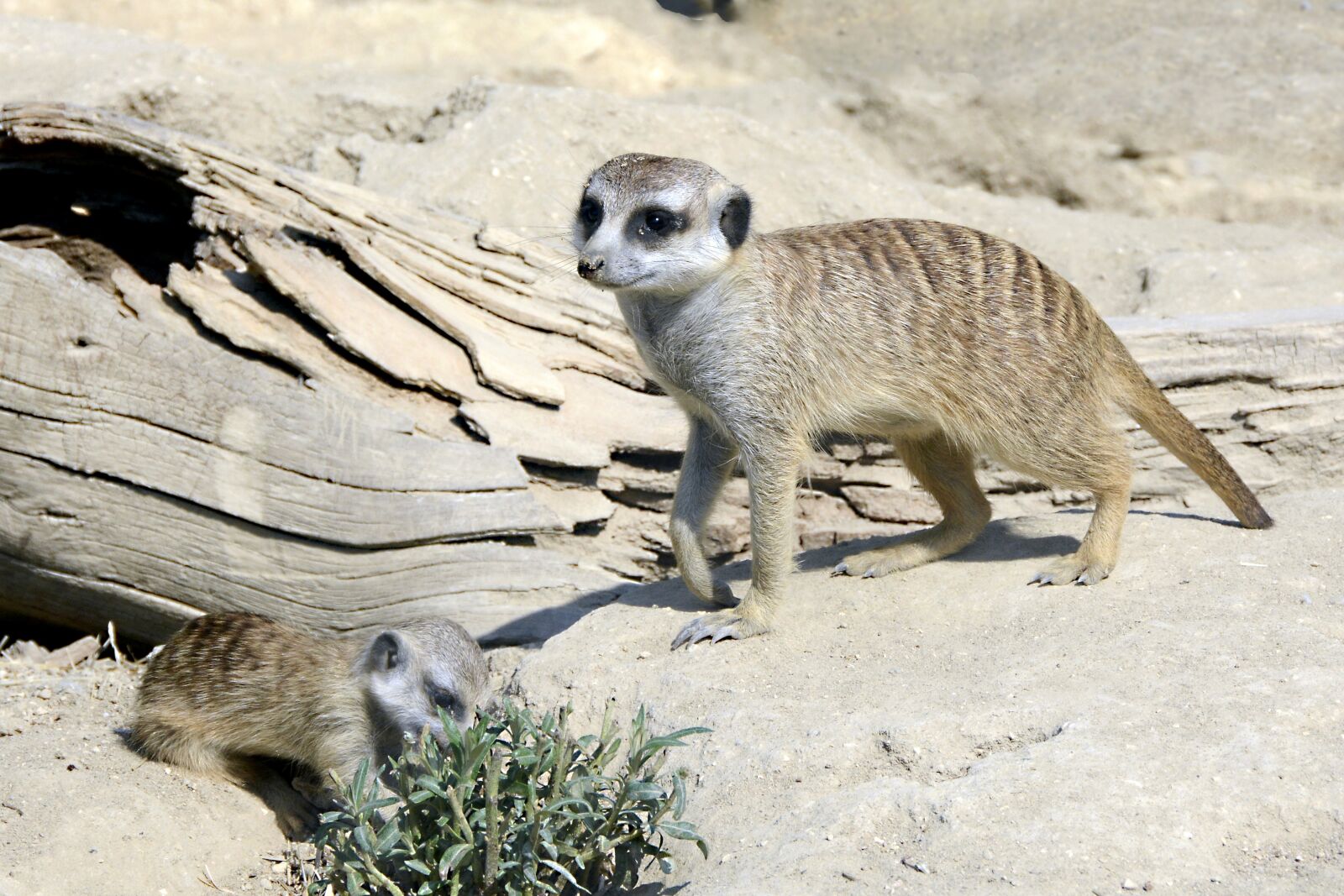 Nikon D7100 sample photo. Meerkat, mammal, nature photography