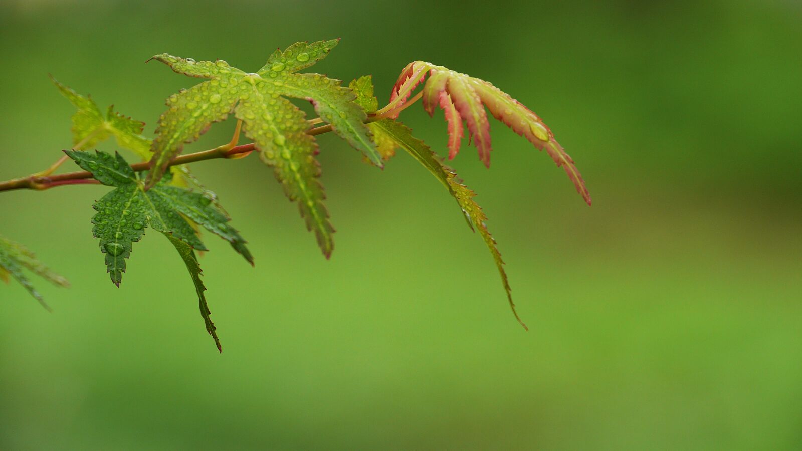 Panasonic Lumix DMC-GH3 sample photo. Maple, dew, forest photography