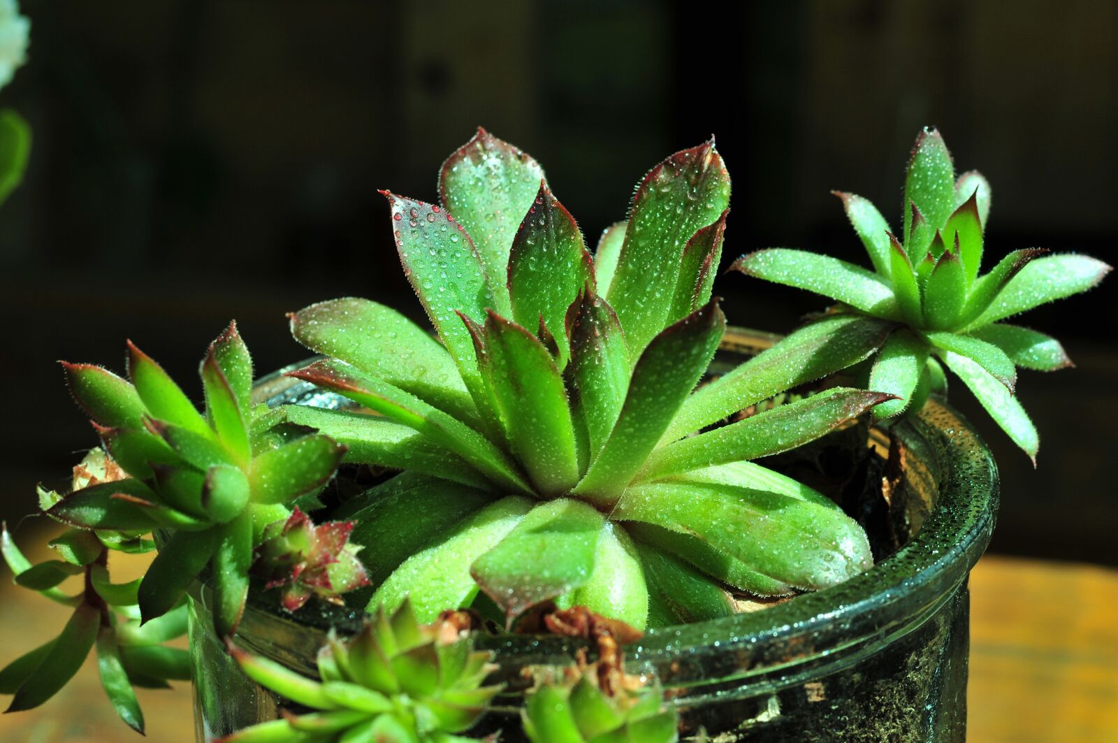 Nikon D300 sample photo. Succulent, plant, thick sheet photography