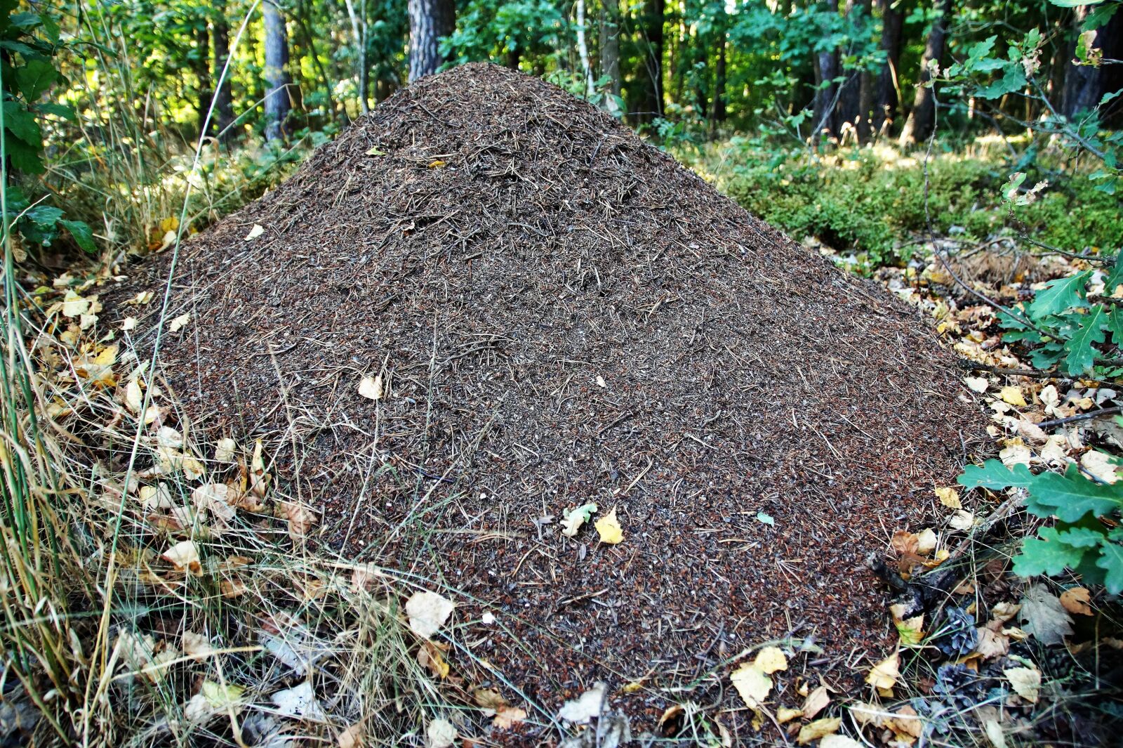 Sony SLT-A58 sample photo. The anthill, ants, forest photography