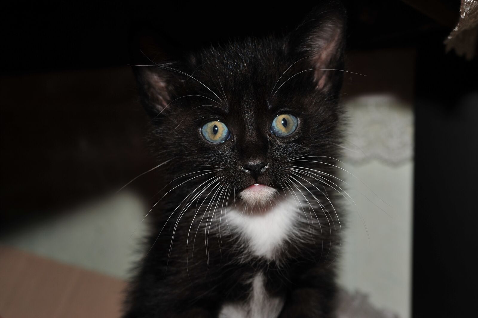 Nikon D700 sample photo. Cat, nero, oak i photography