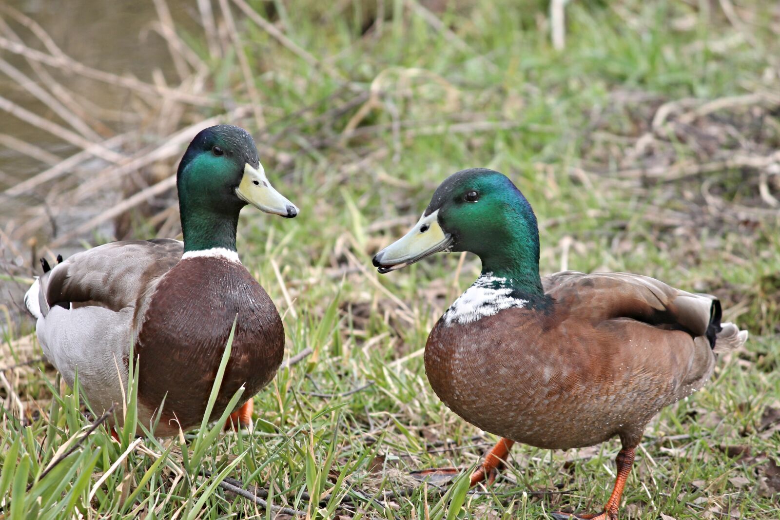 Canon EOS 1100D (EOS Rebel T3 / EOS Kiss X50) sample photo. Ducks, drake, mallards photography