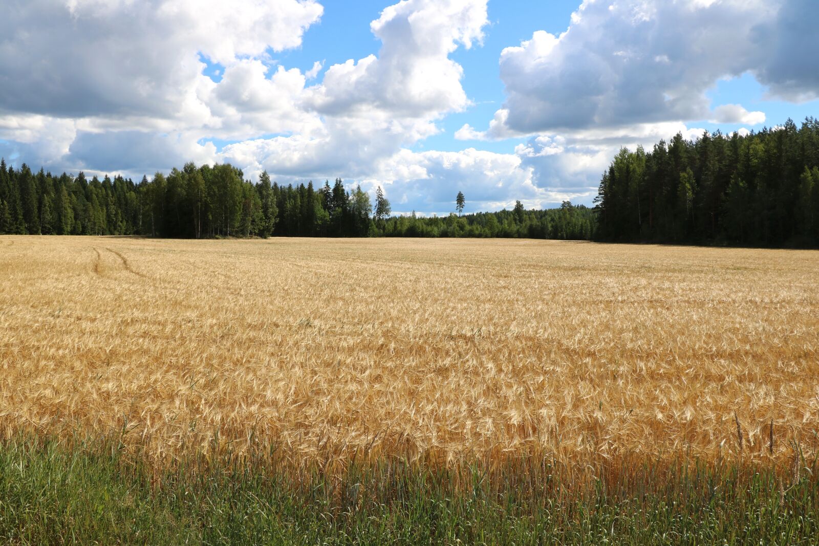 Canon EOS 750D (EOS Rebel T6i / EOS Kiss X8i) sample photo. Field, cornfield, grain photography