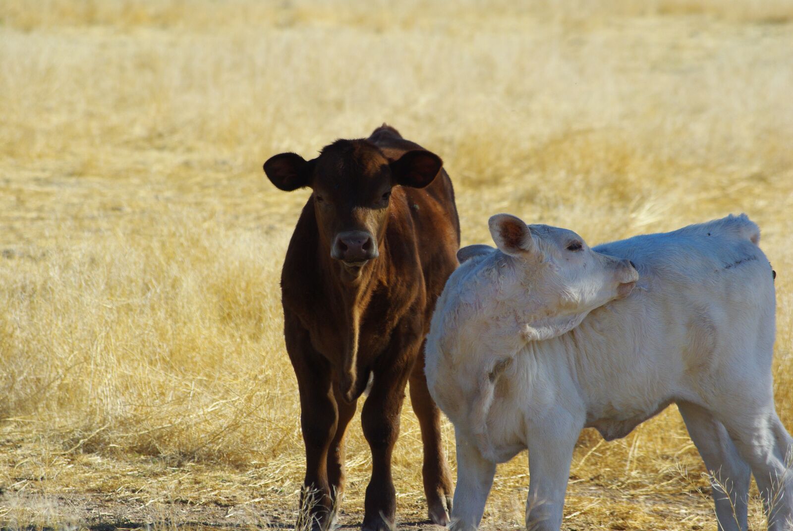 Pentax K200D sample photo. Cows, bovine, calves photography
