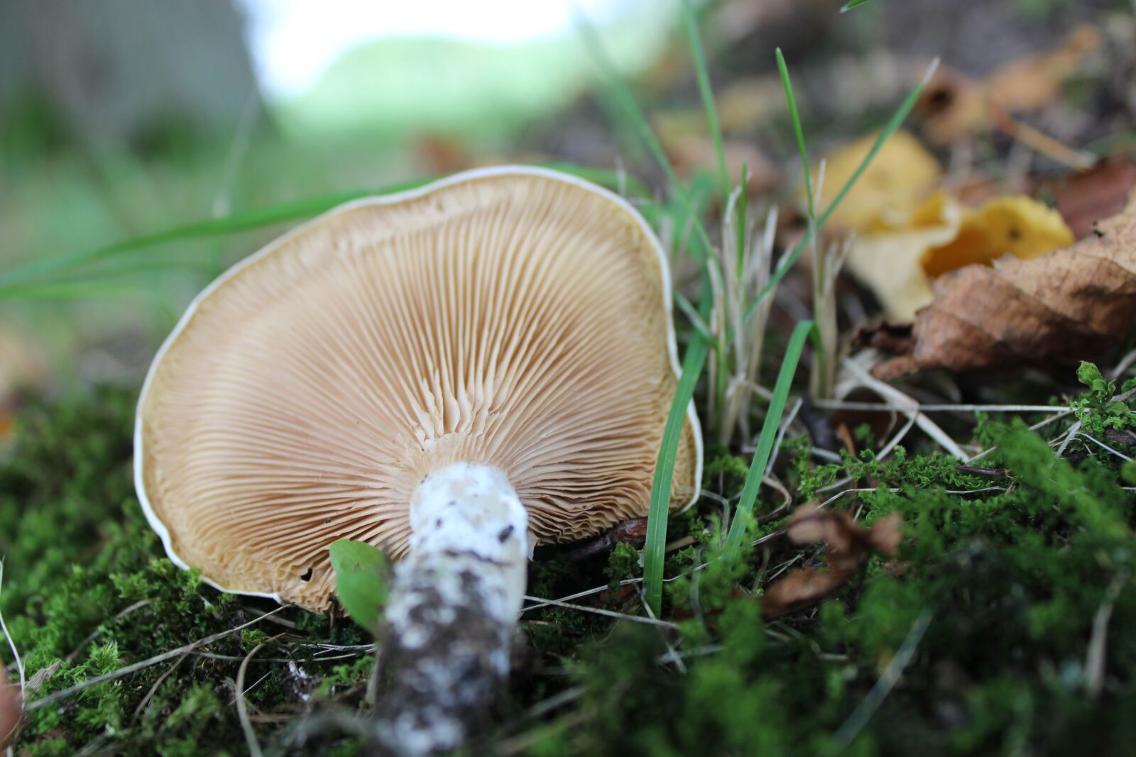 Canon EOS 600D (Rebel EOS T3i / EOS Kiss X5) sample photo. Mushroom, grass, leaf photography