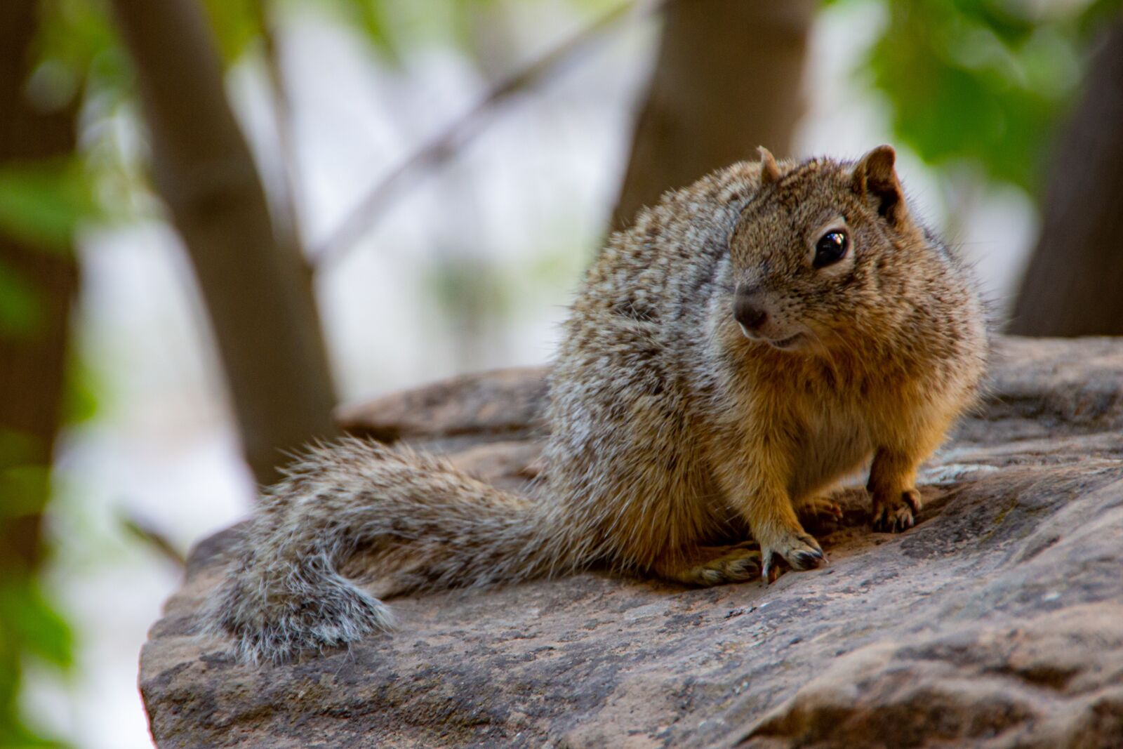 Canon EOS 600D (Rebel EOS T3i / EOS Kiss X5) sample photo. Squirrel, rodent, animal photography