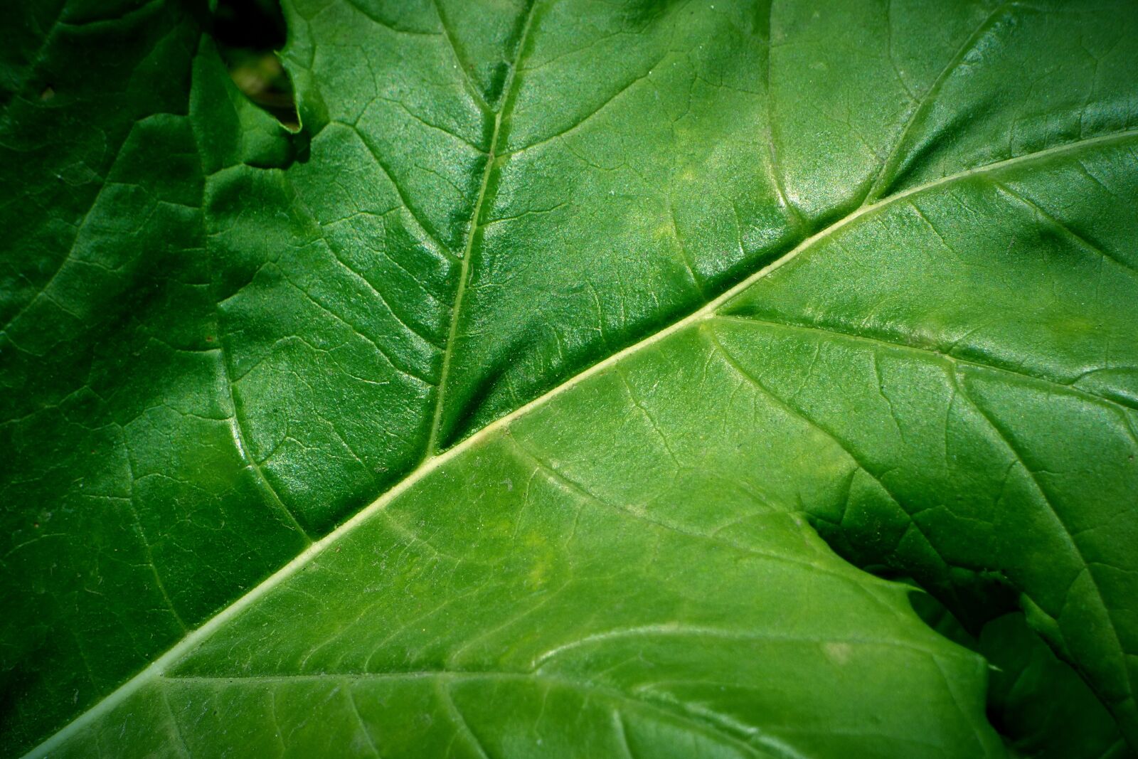 Panasonic Lumix DMC-FZ70 sample photo. Leaf, green leaf, green photography