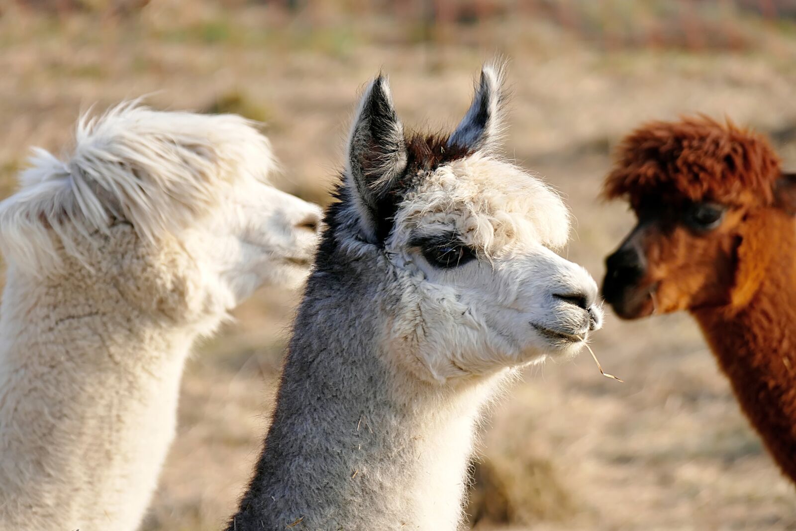 Panasonic Lumix DMC-FZ1000 sample photo. Animal, alpaca, head photography