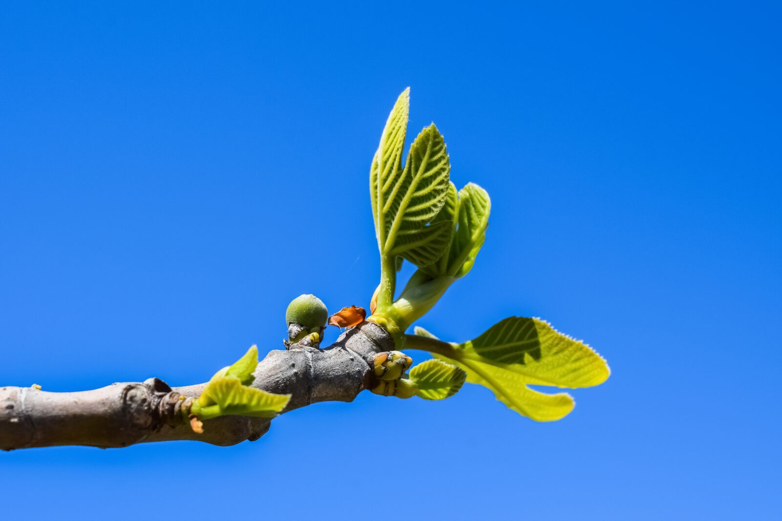 Nikon D3300 sample photo. Fig tree, branch, leaf photography