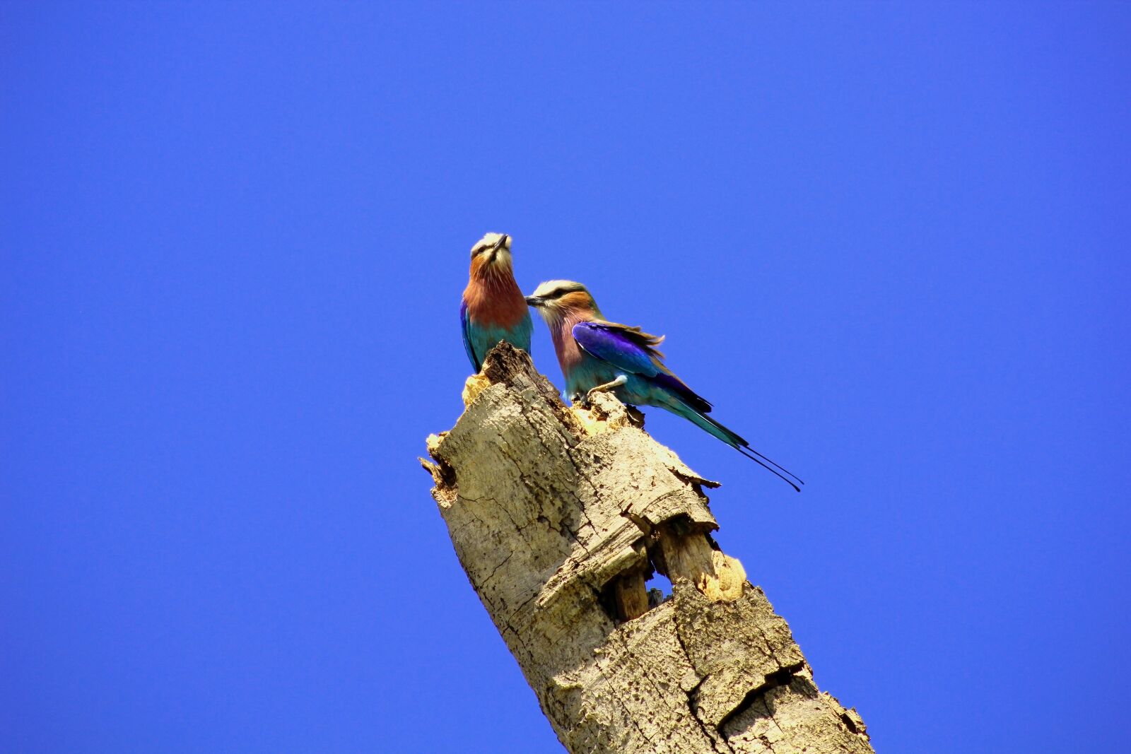 Canon EF75-300mm f/4-5.6 sample photo. Birds, africa, nature photography