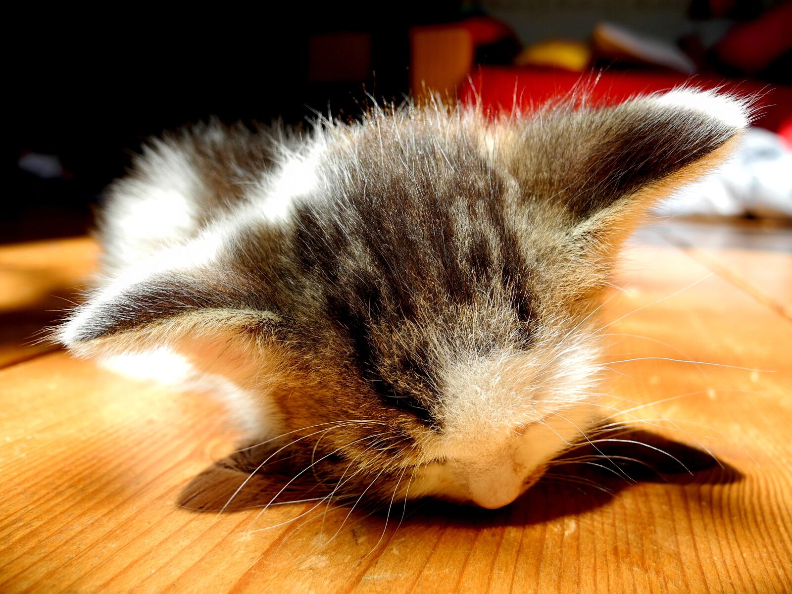 Nikon Coolpix P7000 sample photo. Kitten, dormant, sleep photography