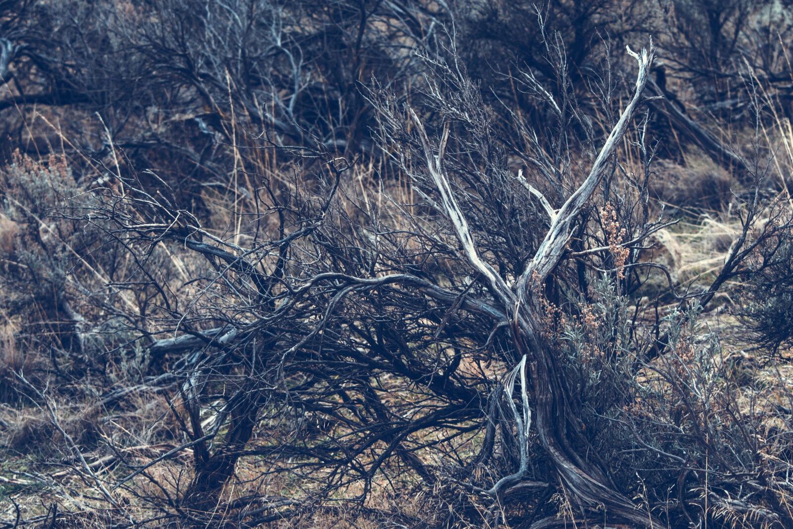 Nikon D5200 sample photo. Dry tree, nature, landscape photography