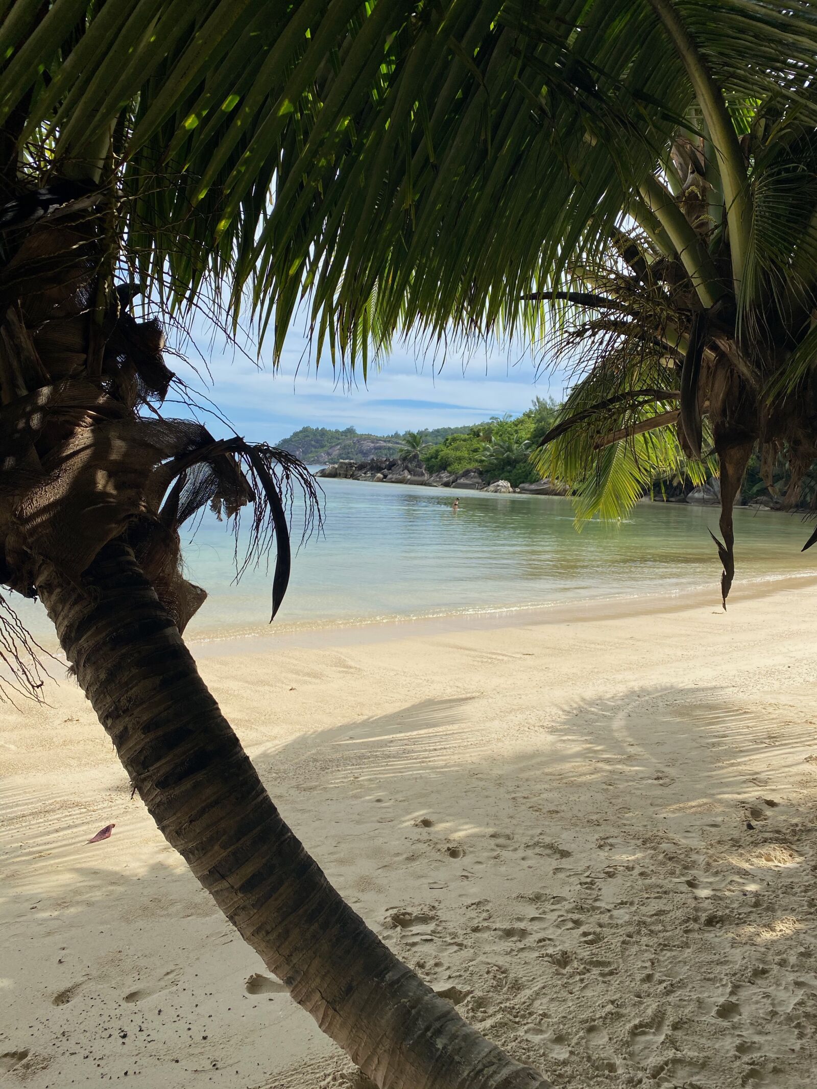 iPhone 11 back dual wide camera 4.25mm f/1.8 sample photo. Island, seychelles, palm photography