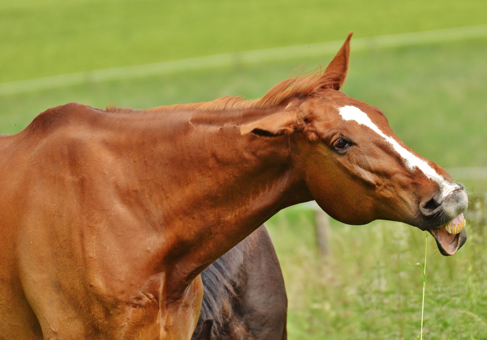 Nikon D3200 sample photo. Horse, coupling, stallion photography