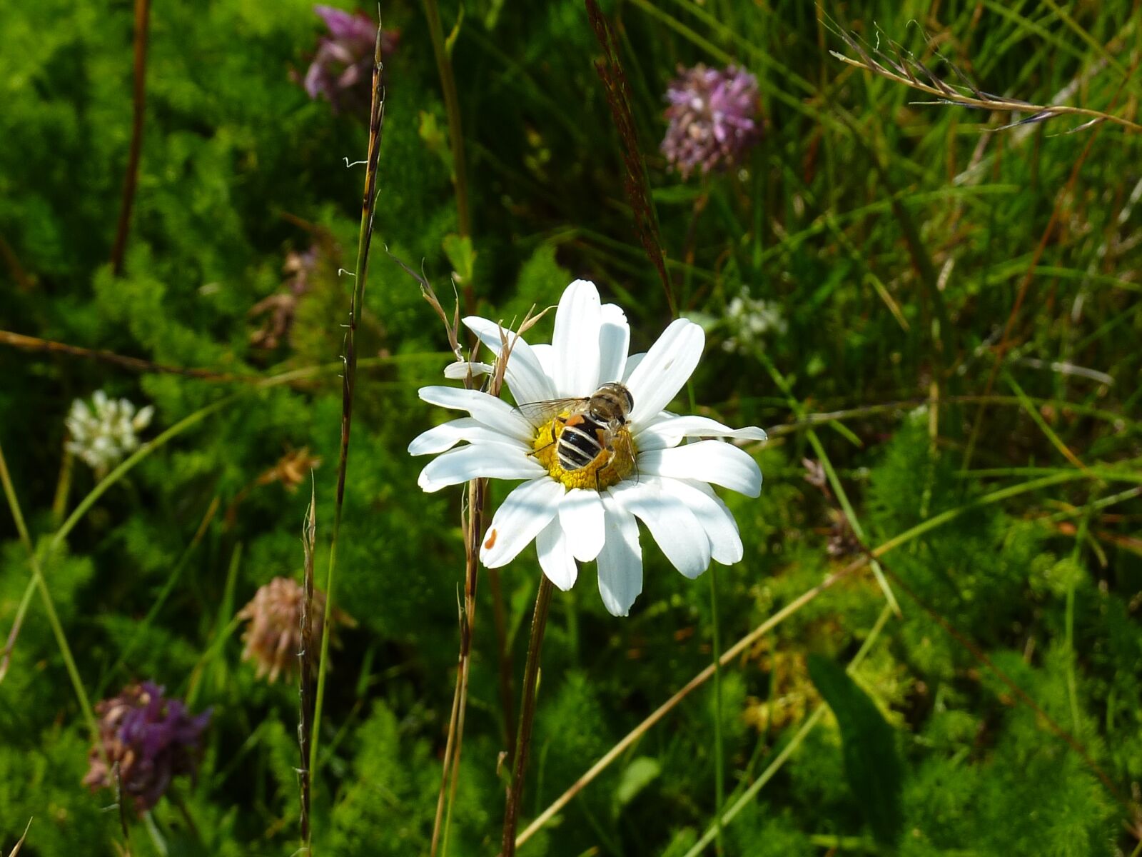 Panasonic DMC-TZ7 sample photo. Marguerite, bee, honey photography