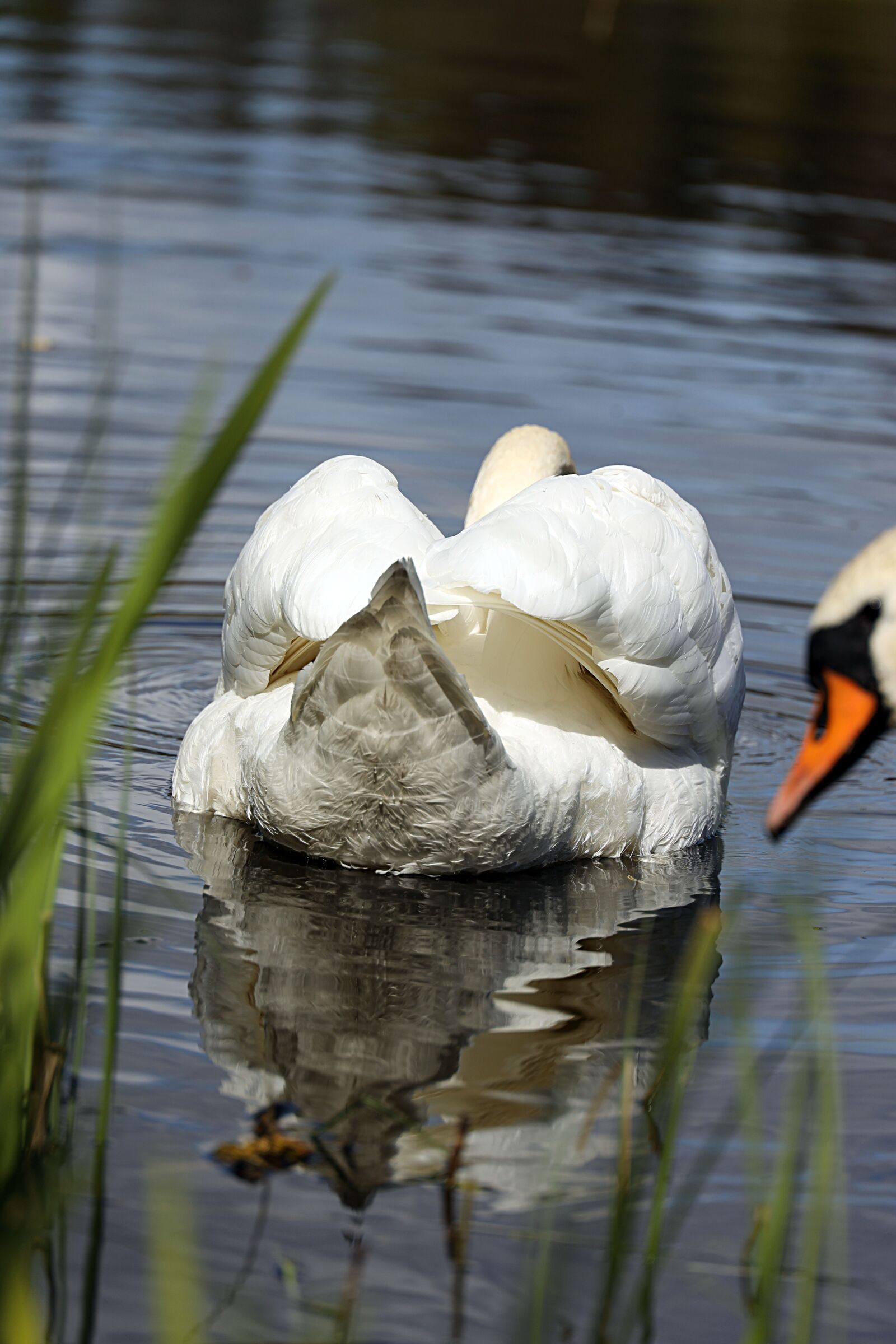 Canon EOS R sample photo. Swan, beak, bird photography
