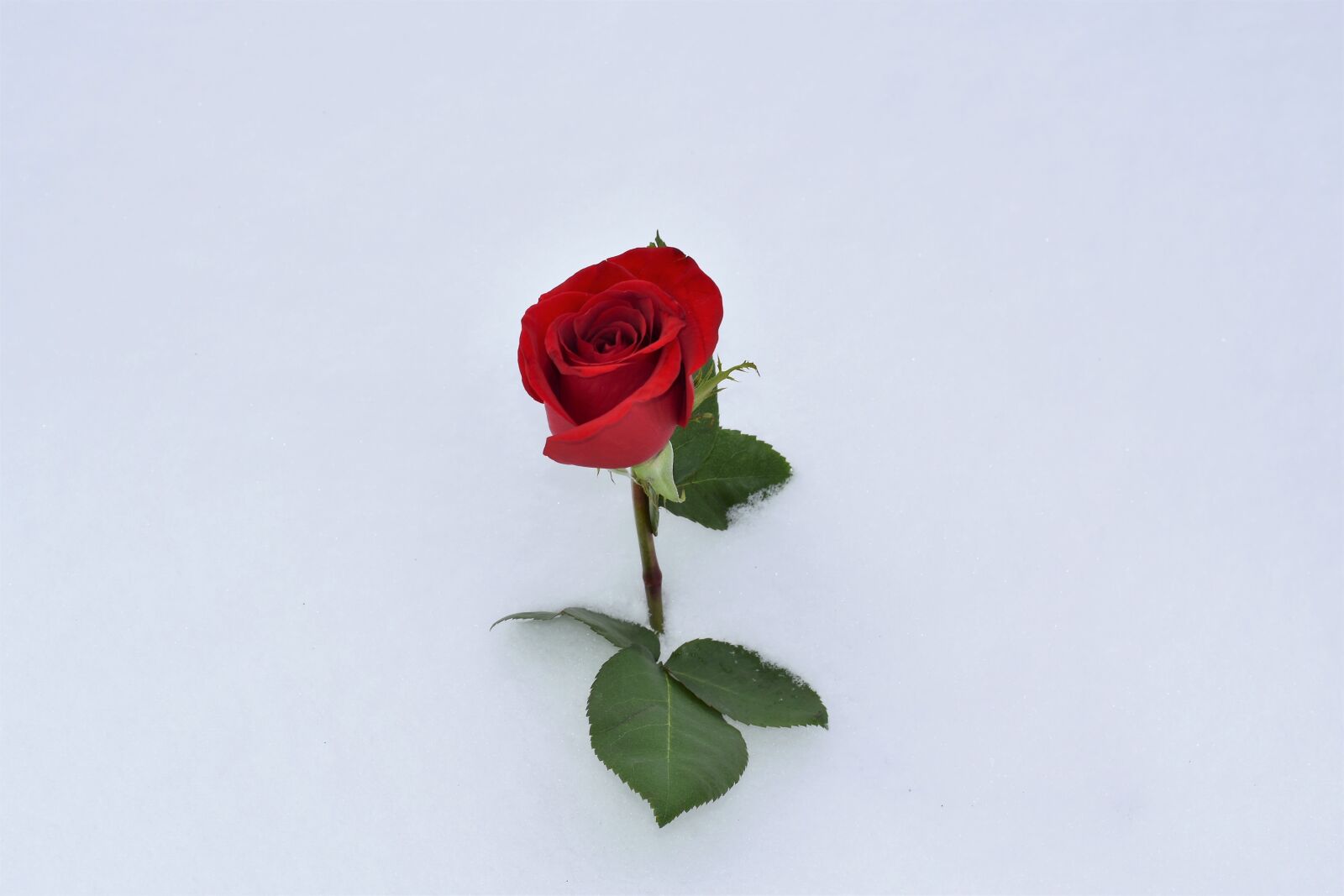 Nikon D5600 sample photo. Red rose in snow photography
