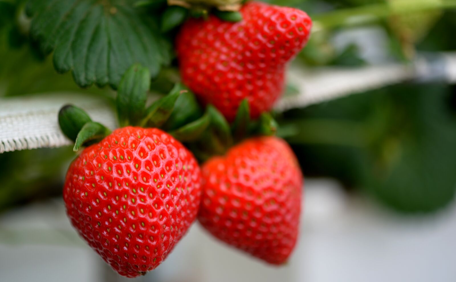 Nikon D4 sample photo. Strawberry, strawberries, fruit photography