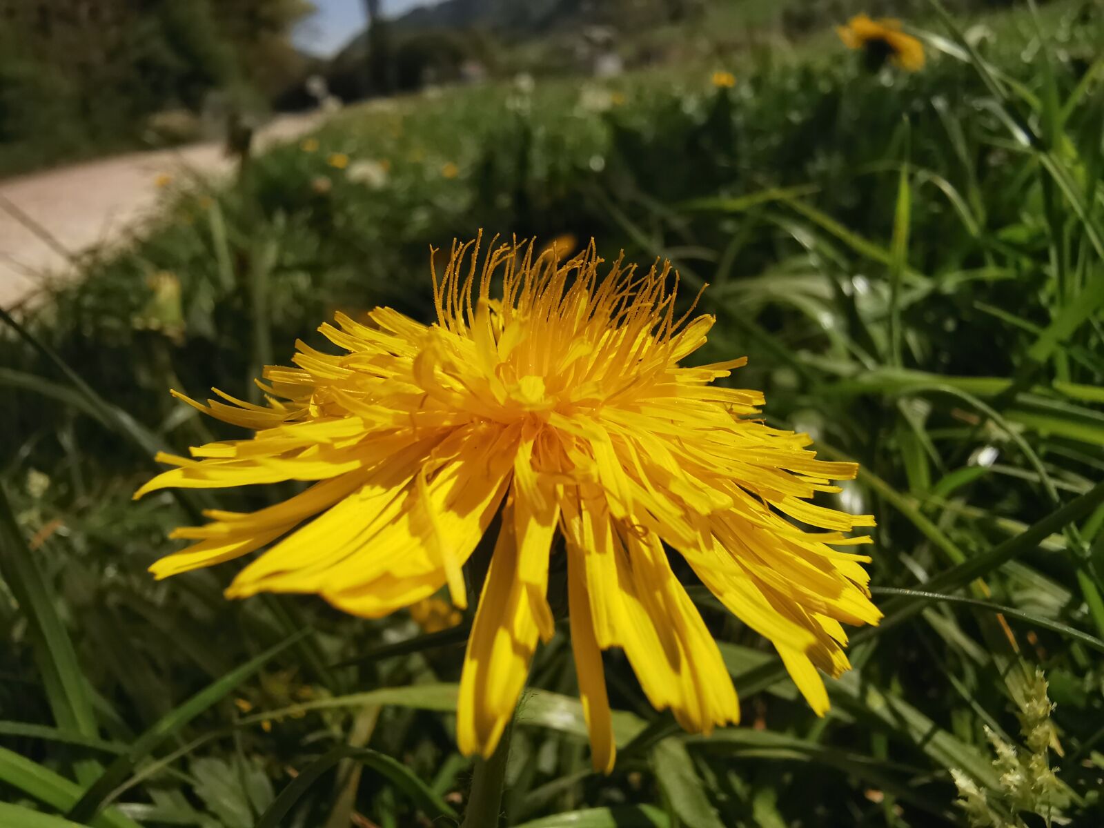 HUAWEI P30 Pro sample photo. Flower, yellow, flora photography