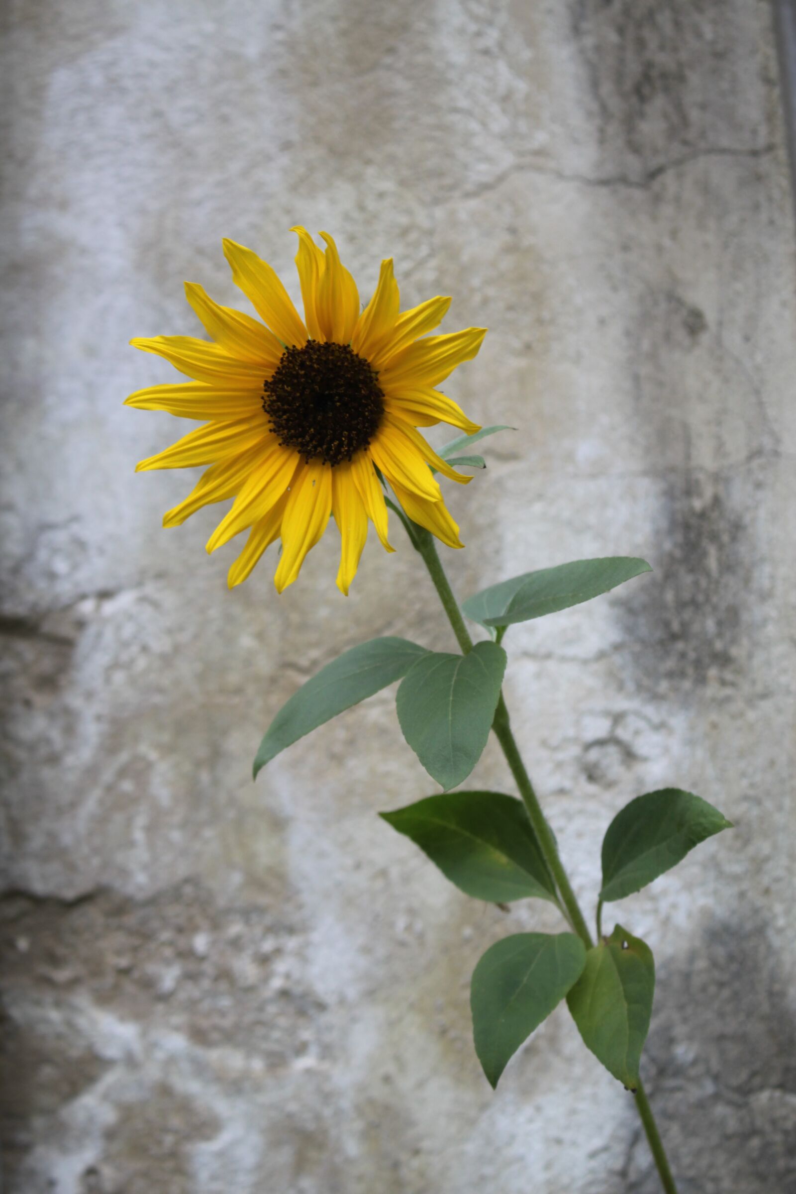 Canon EOS 500D (EOS Rebel T1i / EOS Kiss X3) sample photo. Sunflower, nature, yellow photography