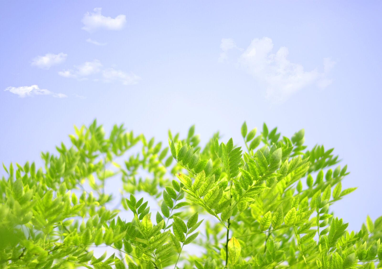 Nikon D3100 sample photo. The scenery, summer, tree photography