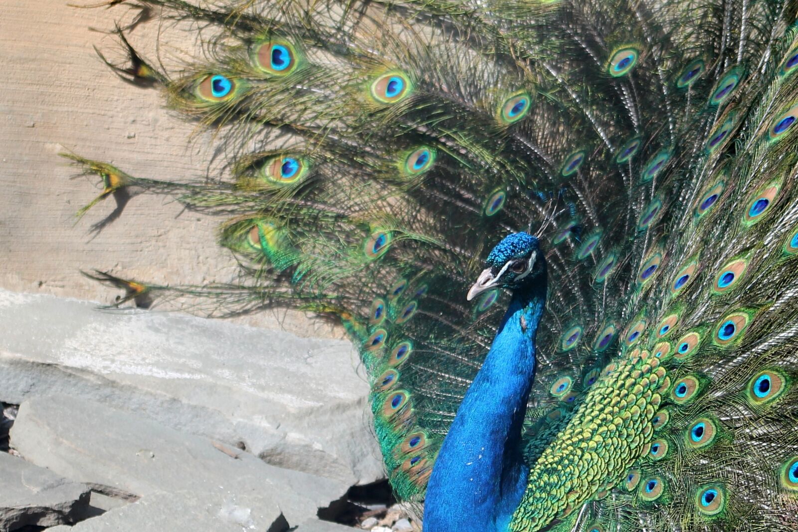 Canon EF 75-300mm f/4-5.6 sample photo. Peacock, zoo, tail photography