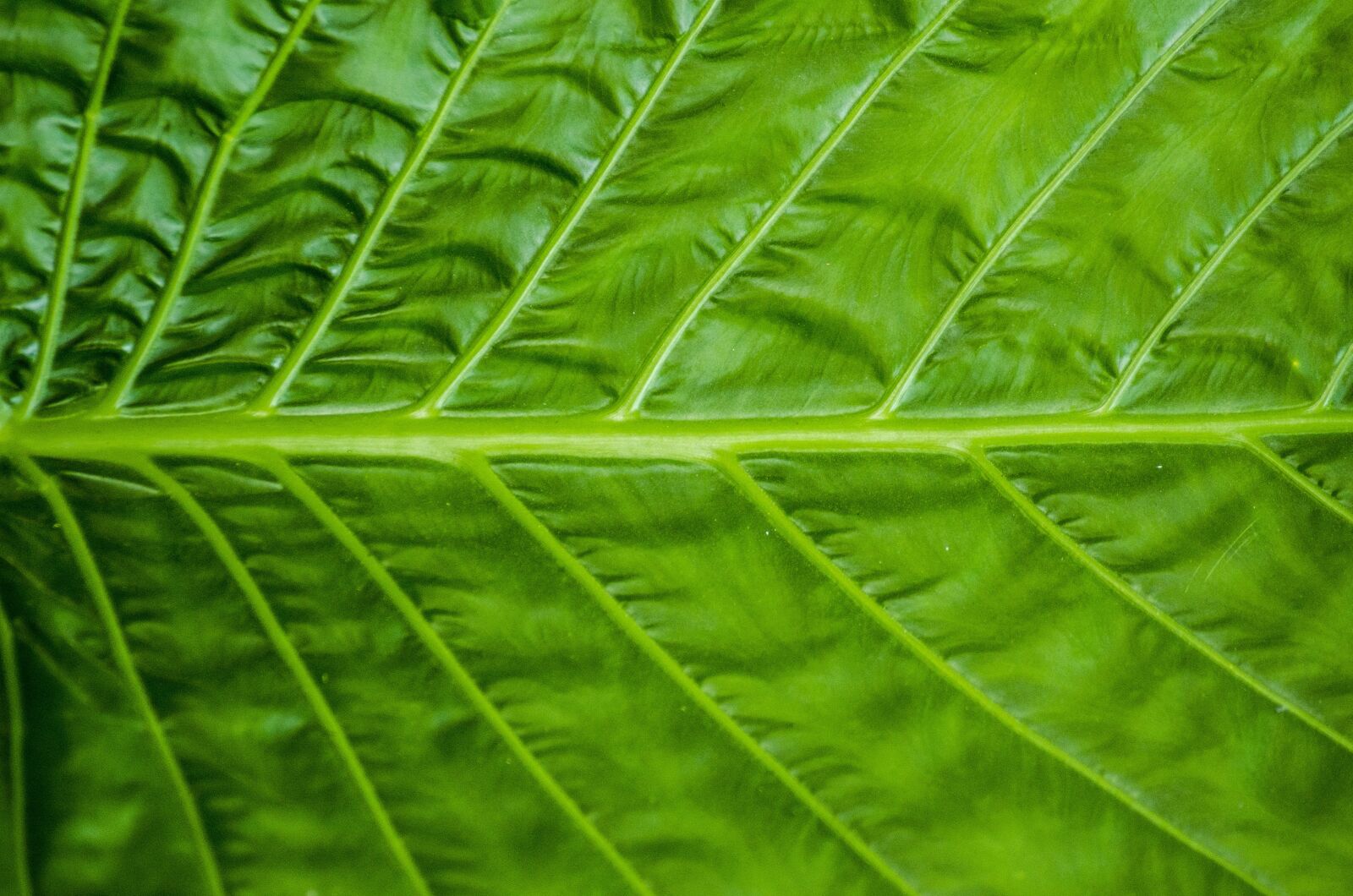 Nikon D7000 sample photo. Leaf, horizontal, green photography
