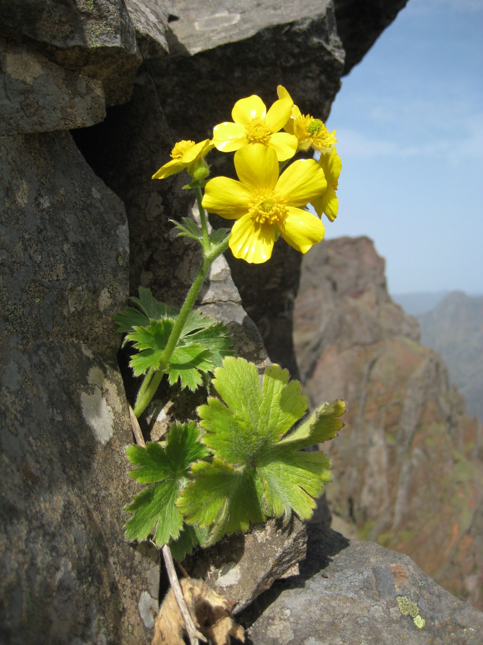 Canon DIGITAL IXUS 75 sample photo. Flower, yellow, mountains photography