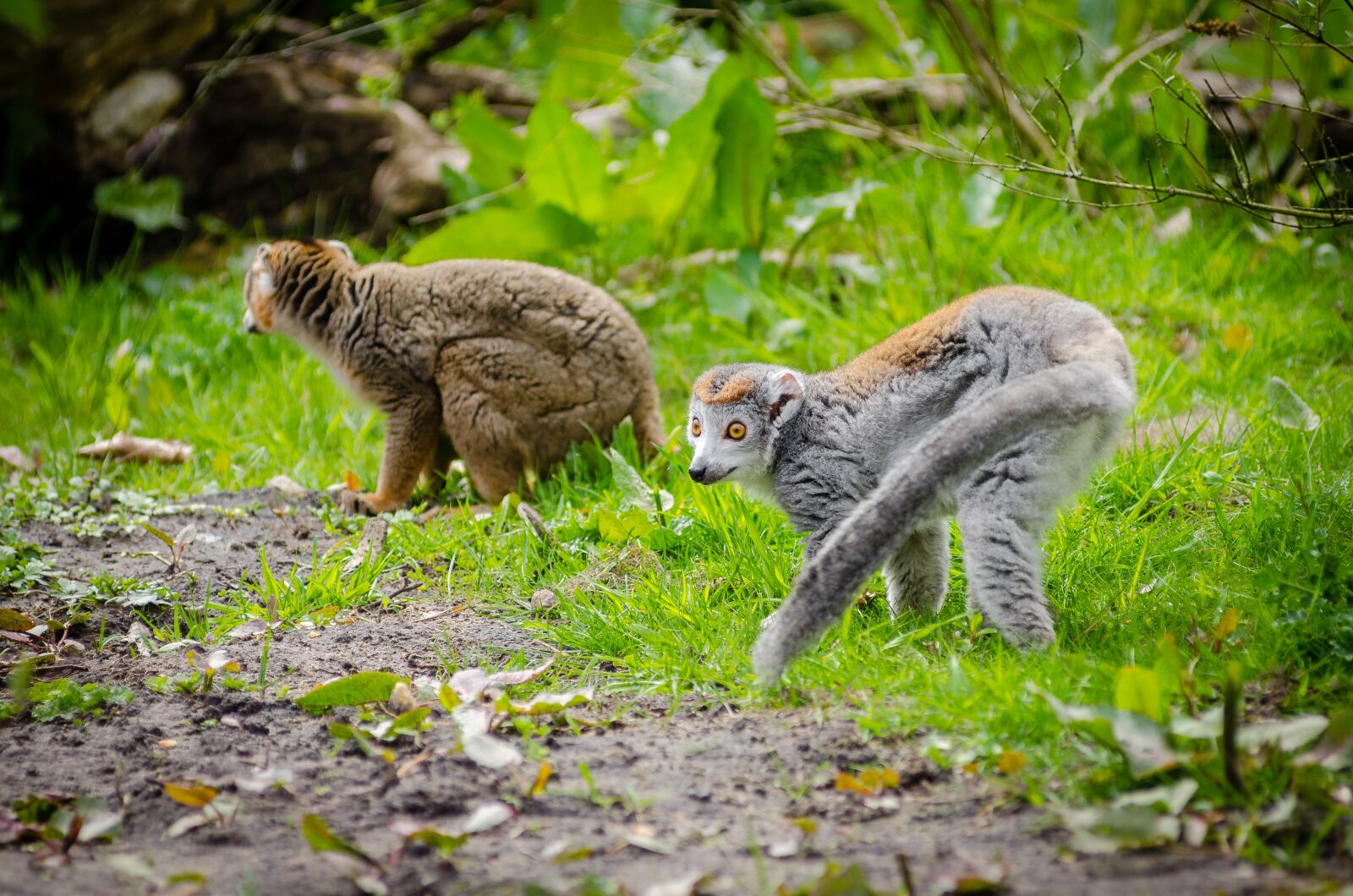 Nikon D7000 sample photo. Animal, close-up, cute photography