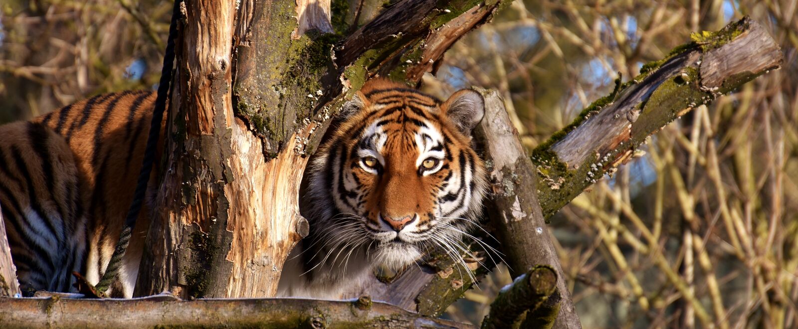 Nikon D7200 sample photo. Tiger, predator, fur photography