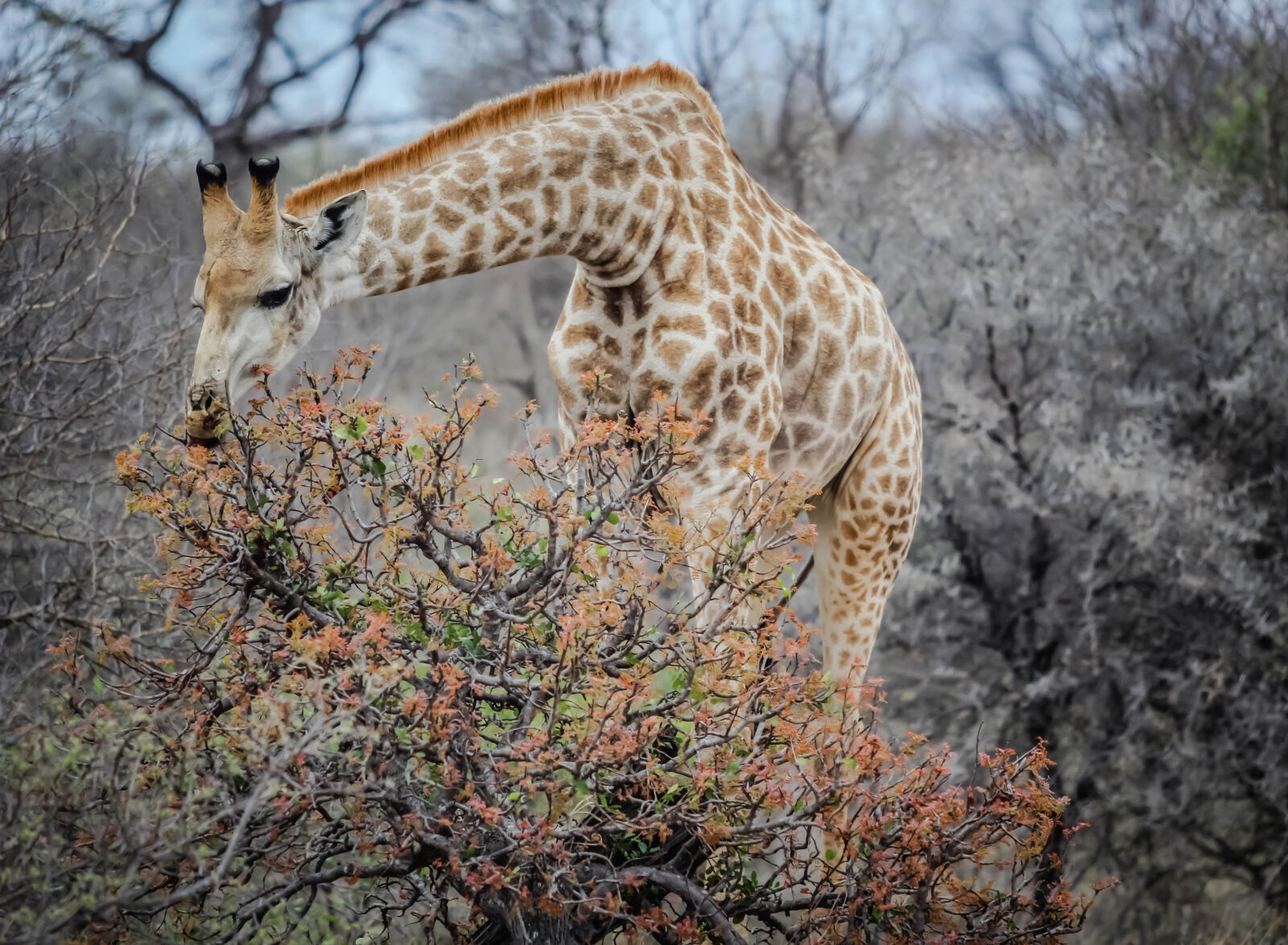 Canon EOS 60D + Canon EF 70-200mm F2.8L USM sample photo. Giraffe, animal, wild, life photography