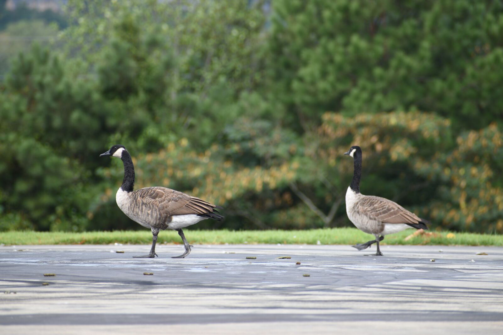 Nikon D3500 sample photo. Goose, geese, bird photography