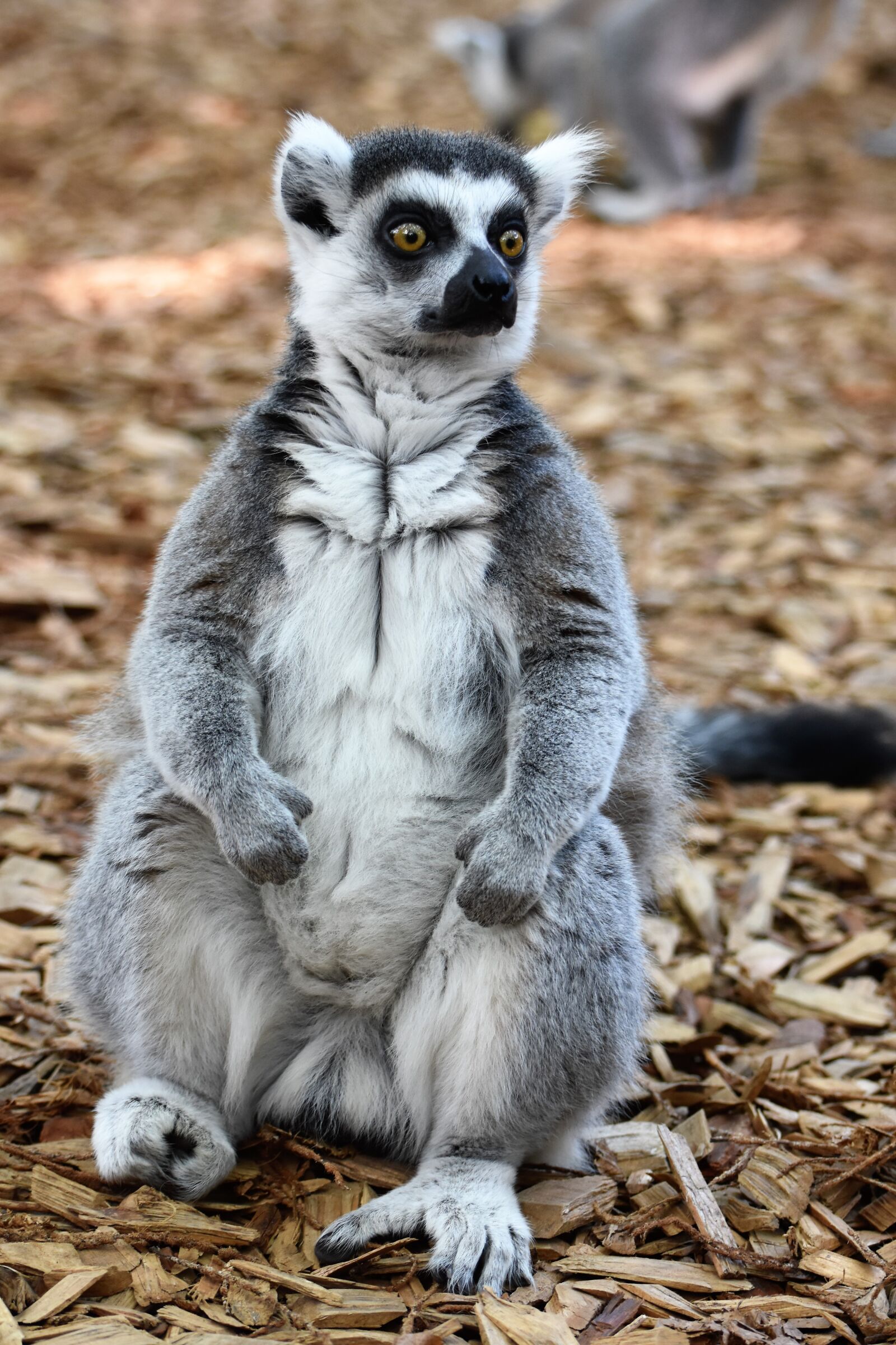 Nikon D7200 sample photo. Zoo, lemur photography