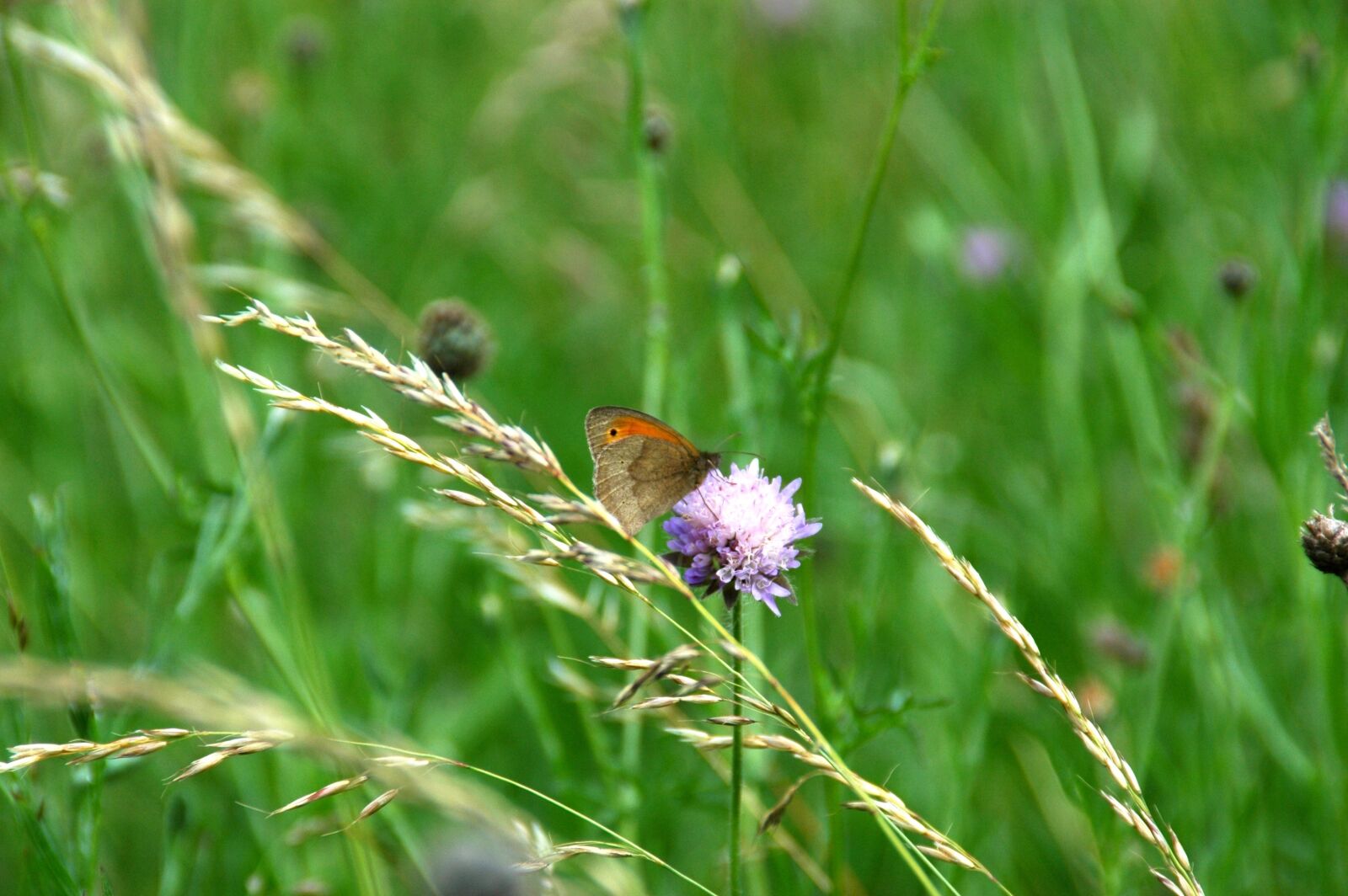 Nikon D70s sample photo. Glade, grasses, butterfly photography