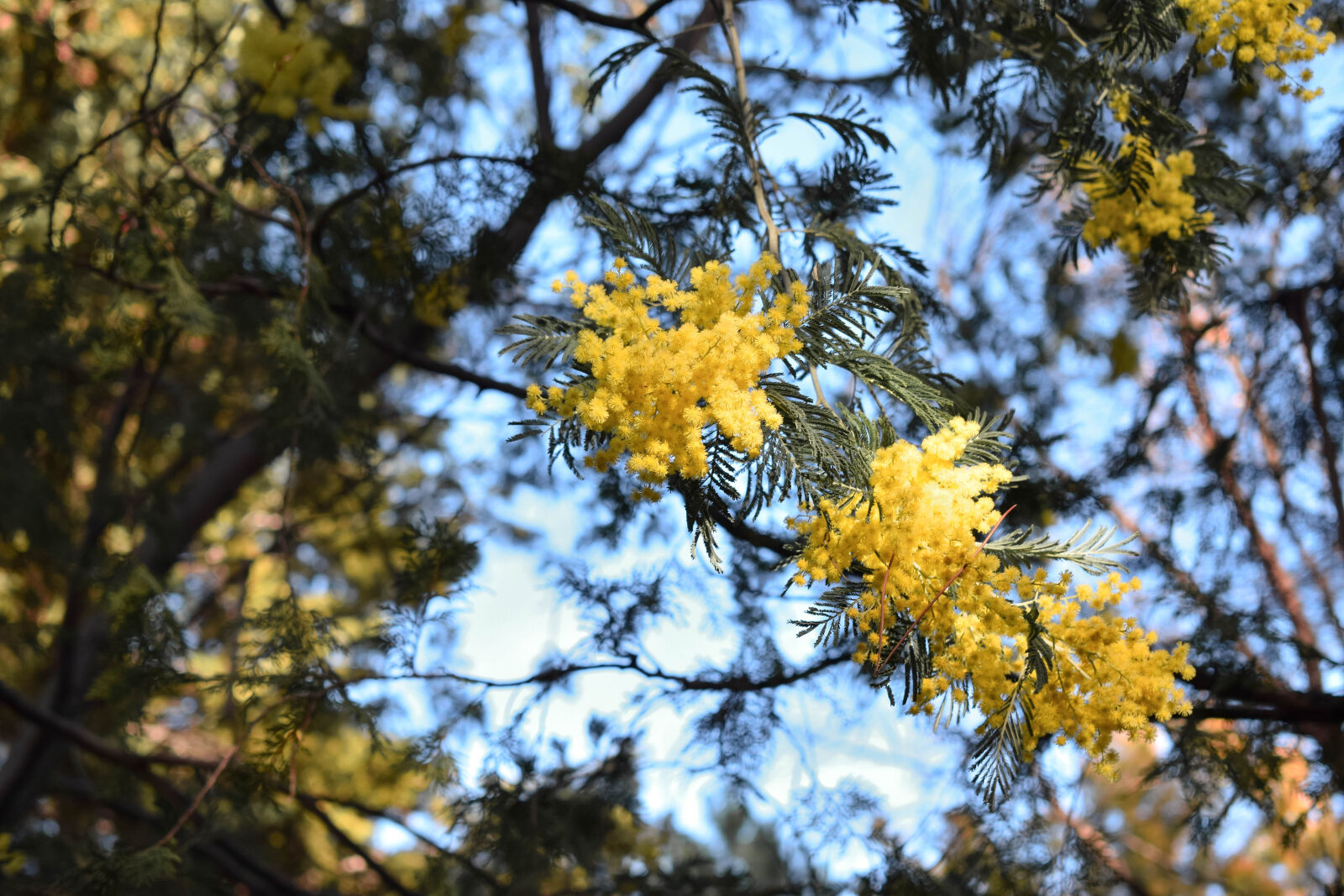 Nikon D3300 sample photo
