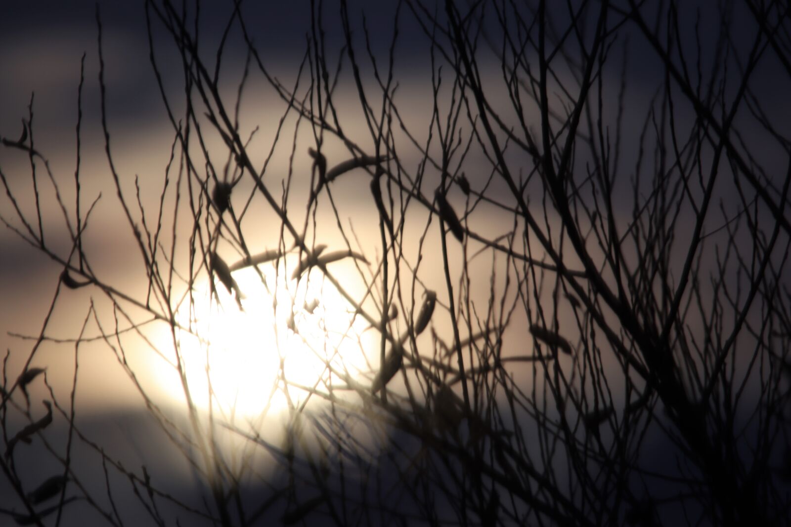 Canon EOS 90D sample photo. Full moon, silhouette, trees photography
