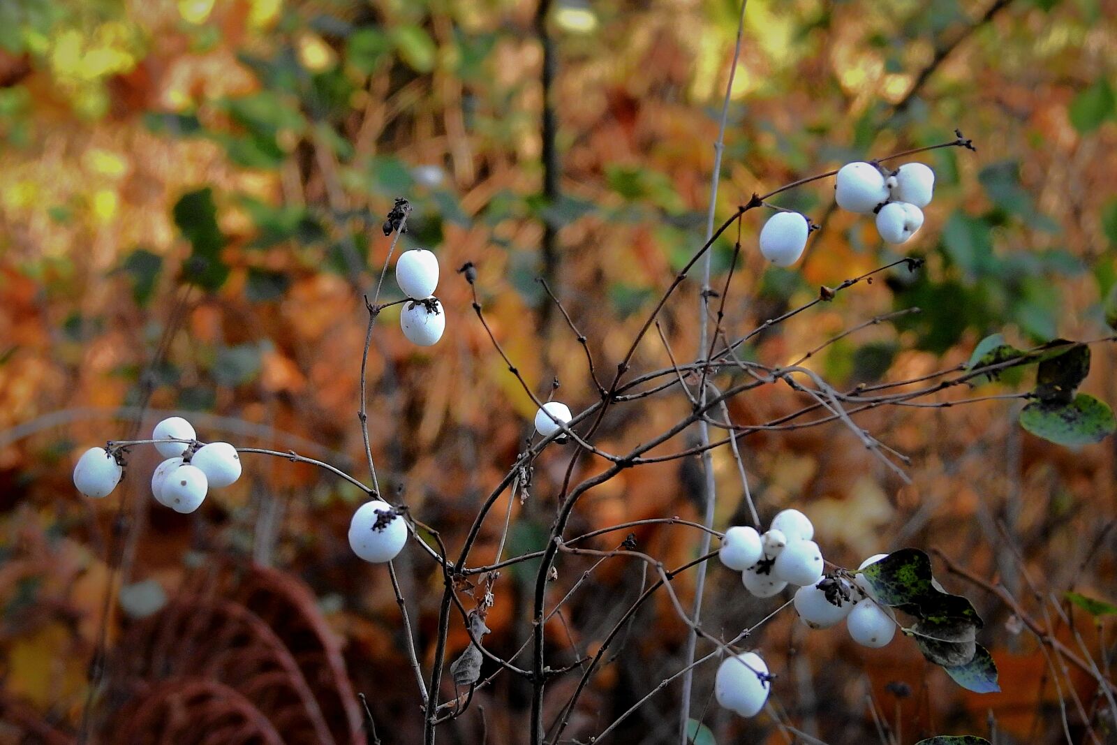 Nikon Coolpix P900 sample photo. śnieguliczka white, bush, nature photography