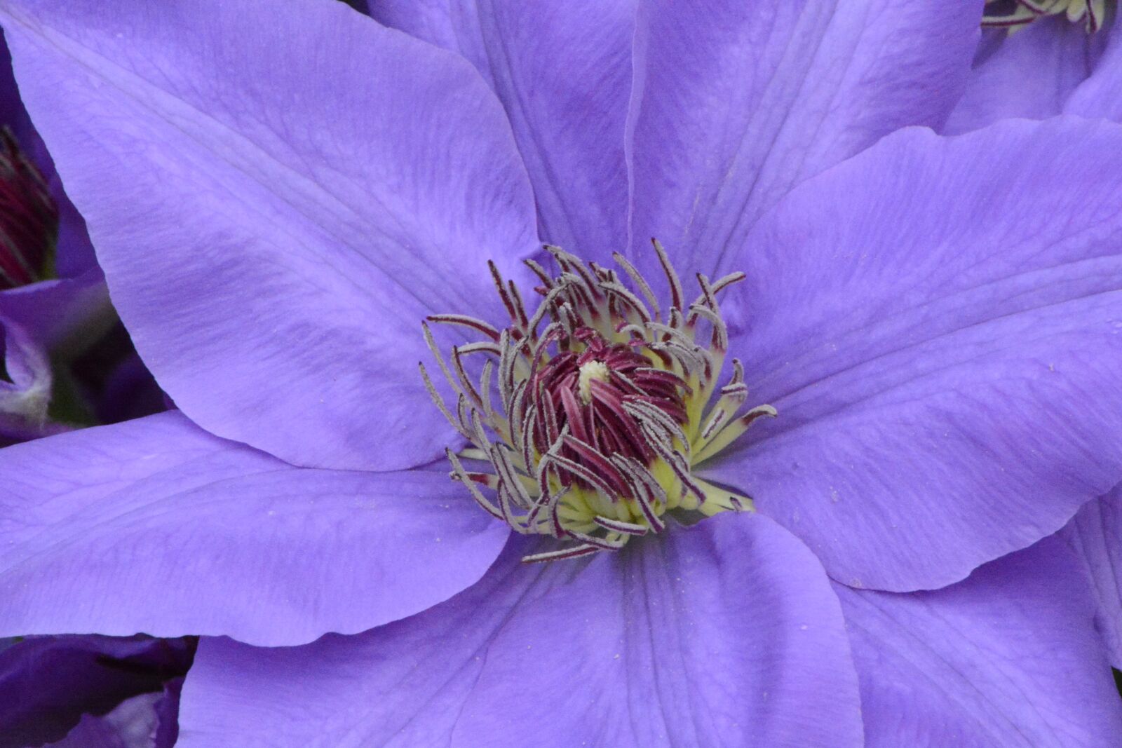 Nikon D7100 sample photo. Flower, nature, flora photography