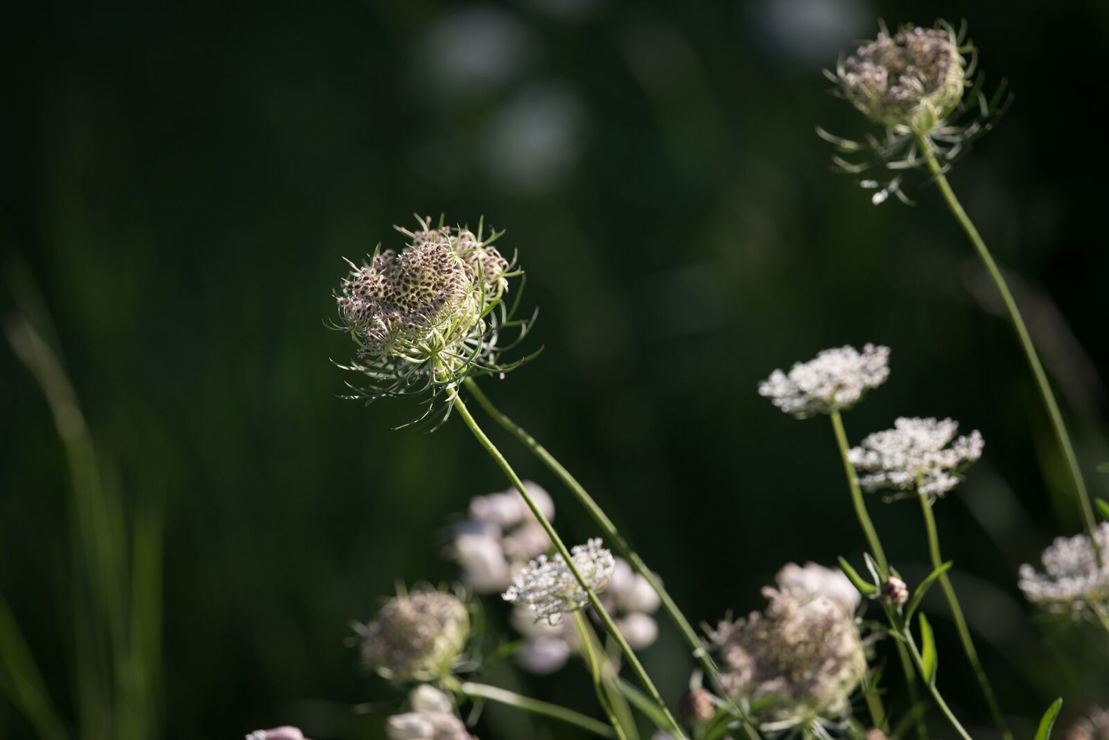 Nikon D750 sample photo. Wild carrot, blossom, bloom photography