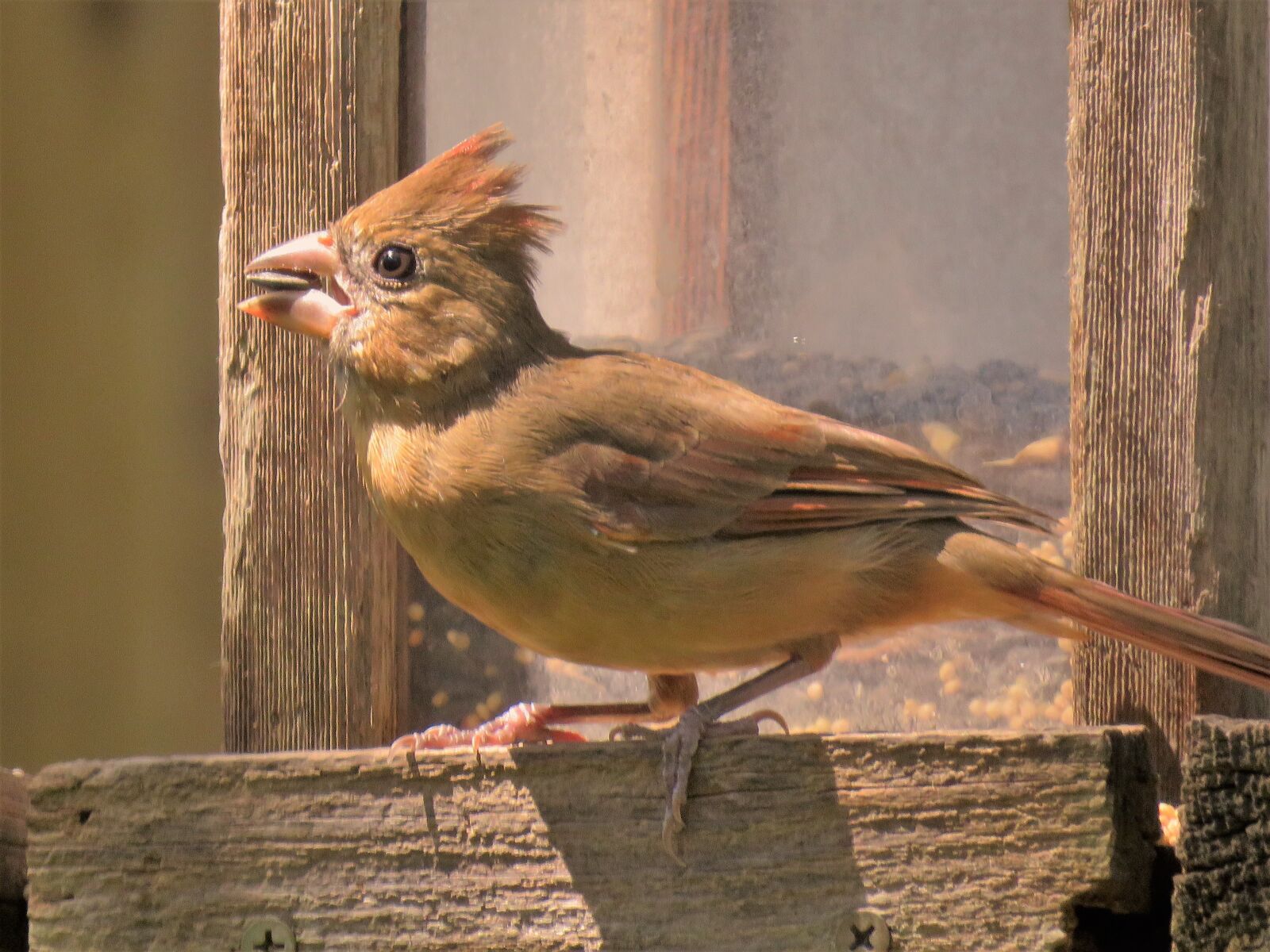 Canon PowerShot SX60 HS sample photo. Bird, close up, wildlife photography
