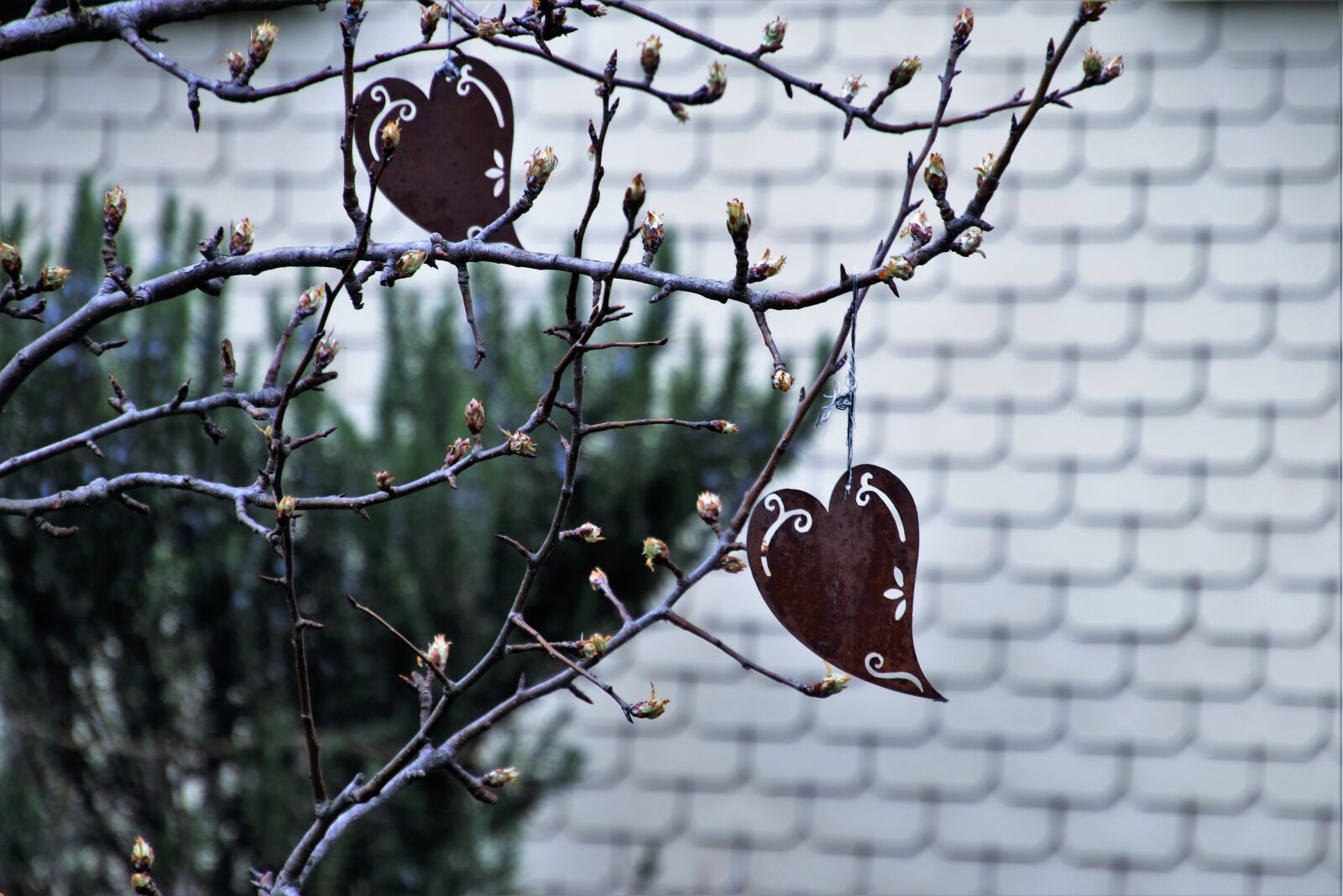 Canon EOS 80D sample photo. Nature, decoration, garden photography